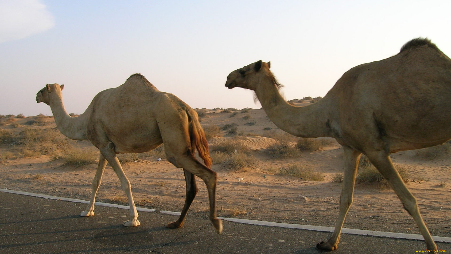 животные, верблюды, дорога