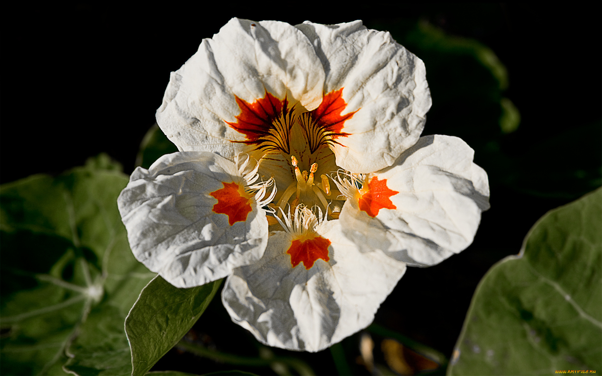 цветы, настурции, листья