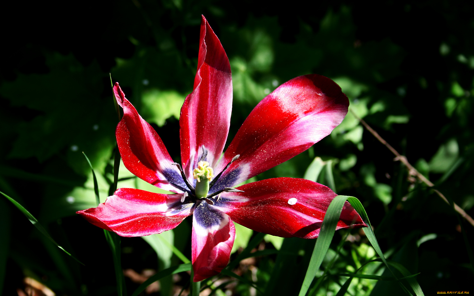 цветы, тюльпаны, лепестки