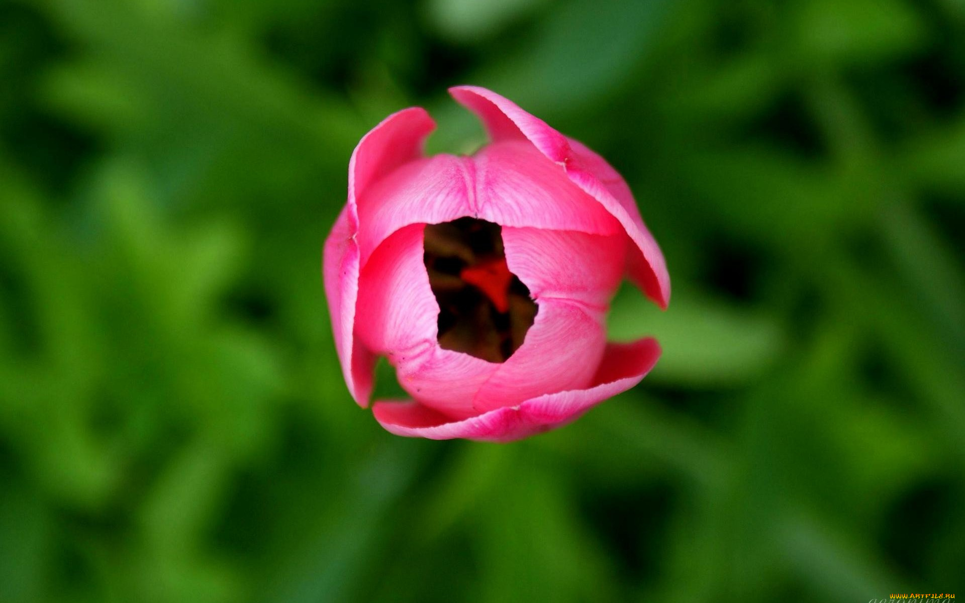 цветы, тюльпаны, розовый