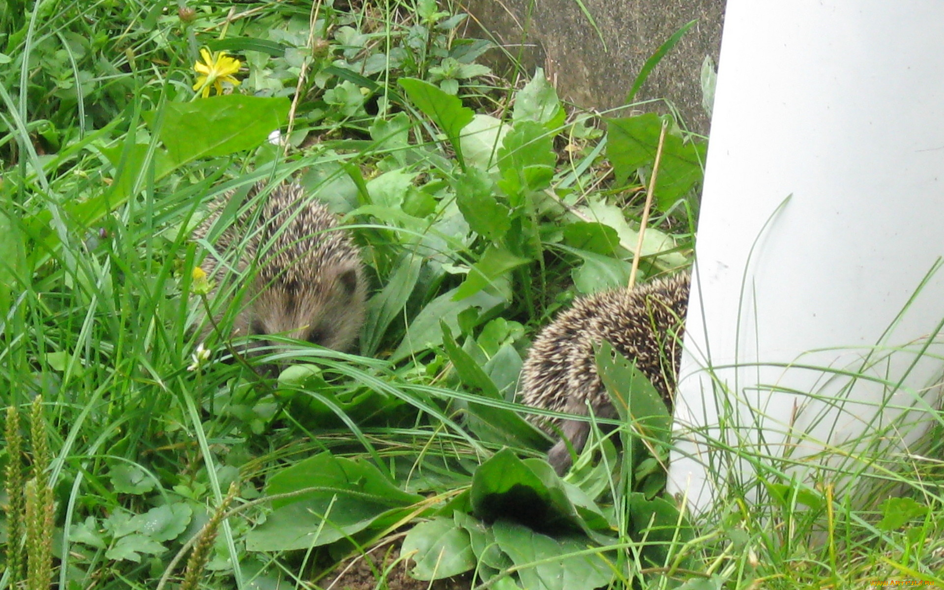 животные, ежи, парочка, трава, ежики