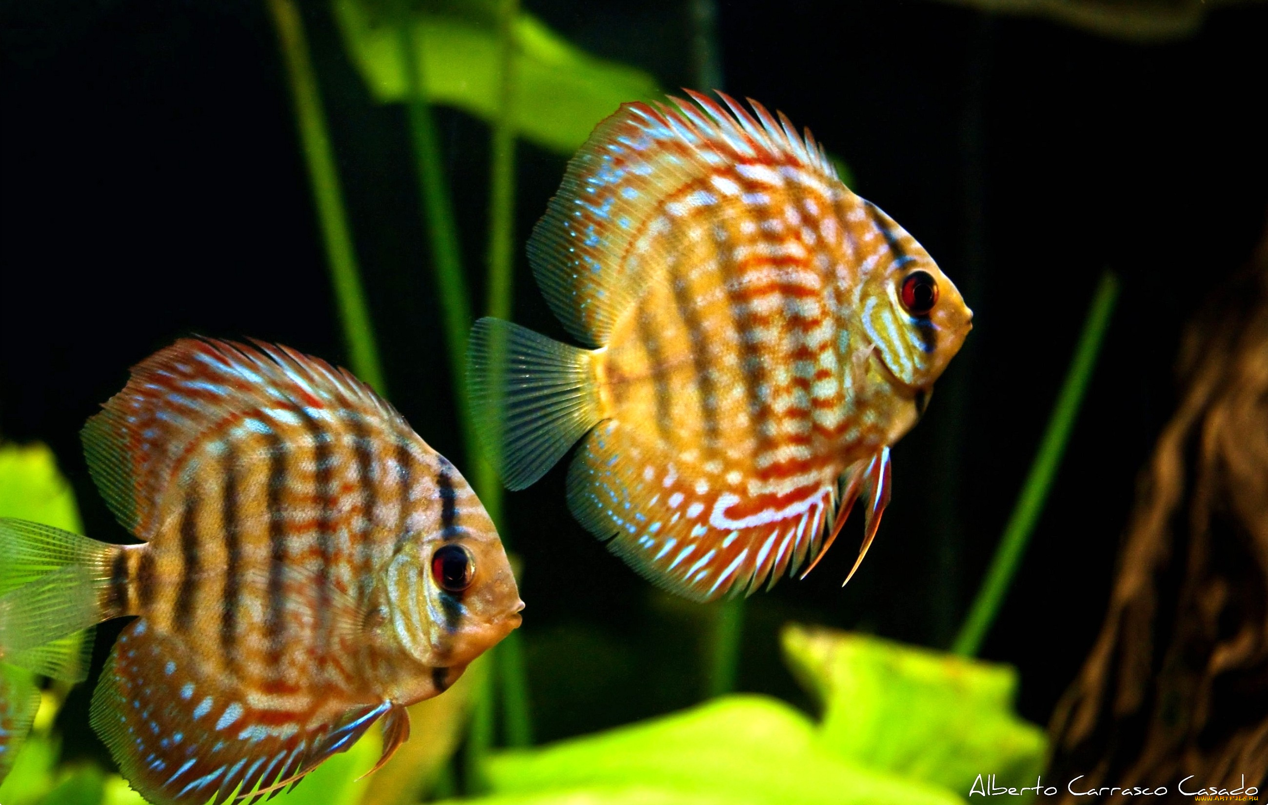 животные, рыбы, полоски, плавание, плавники