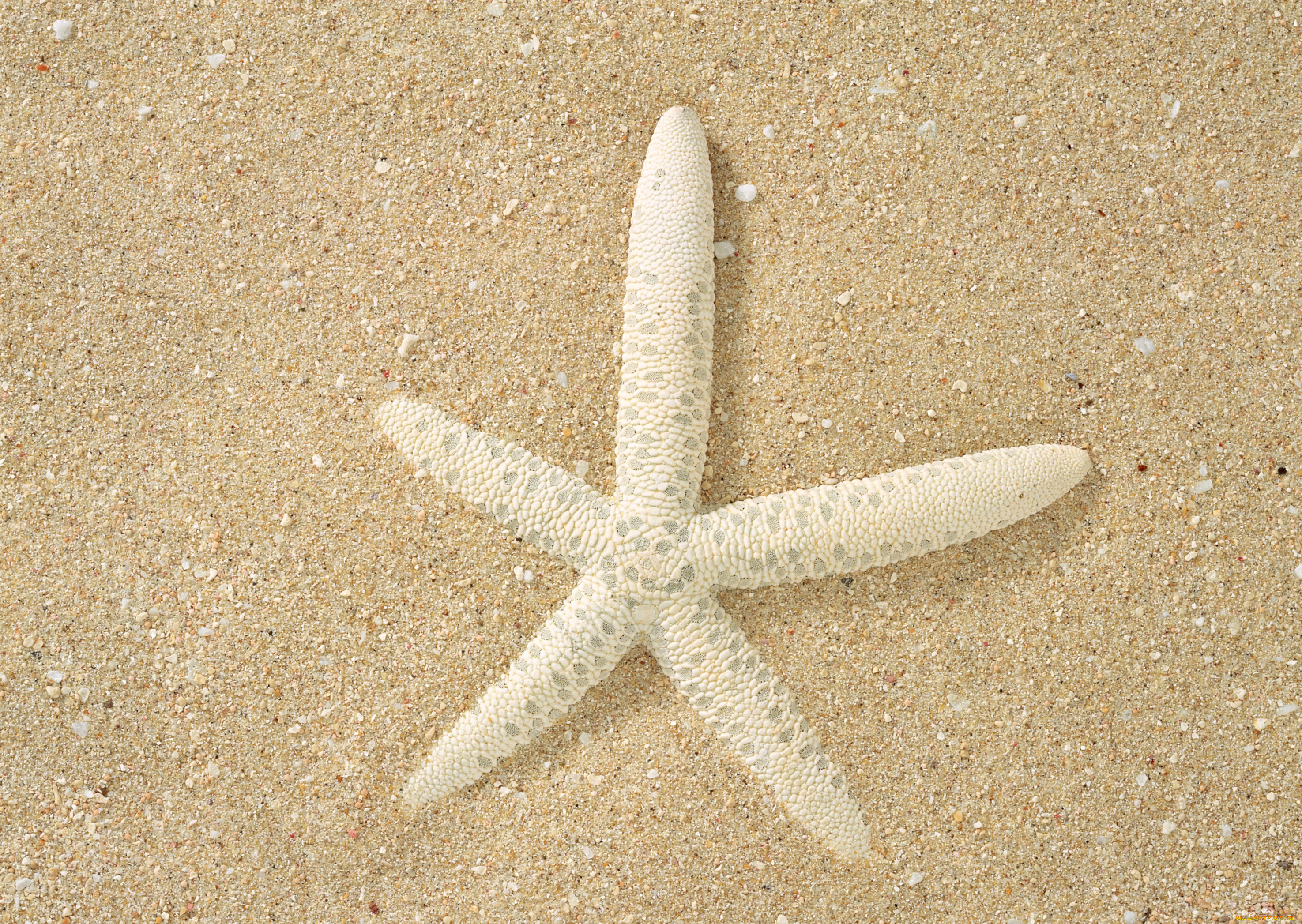 разное, ракушки, кораллы, декоративные, spa, камни, песок