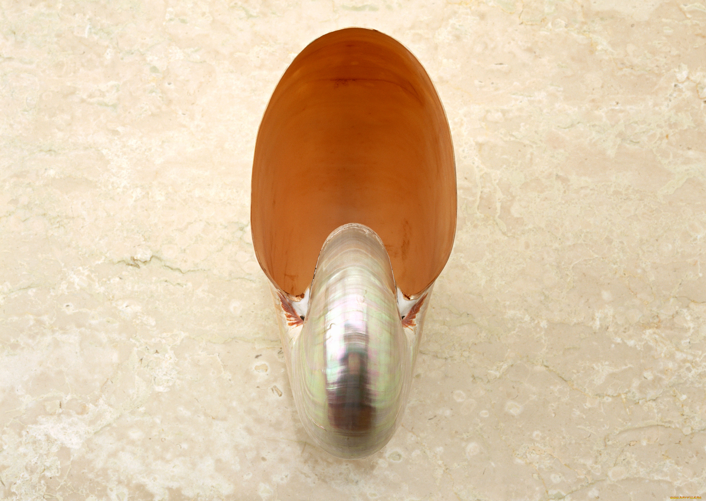 разное, ракушки, кораллы, декоративные, spa, камни, ракушка