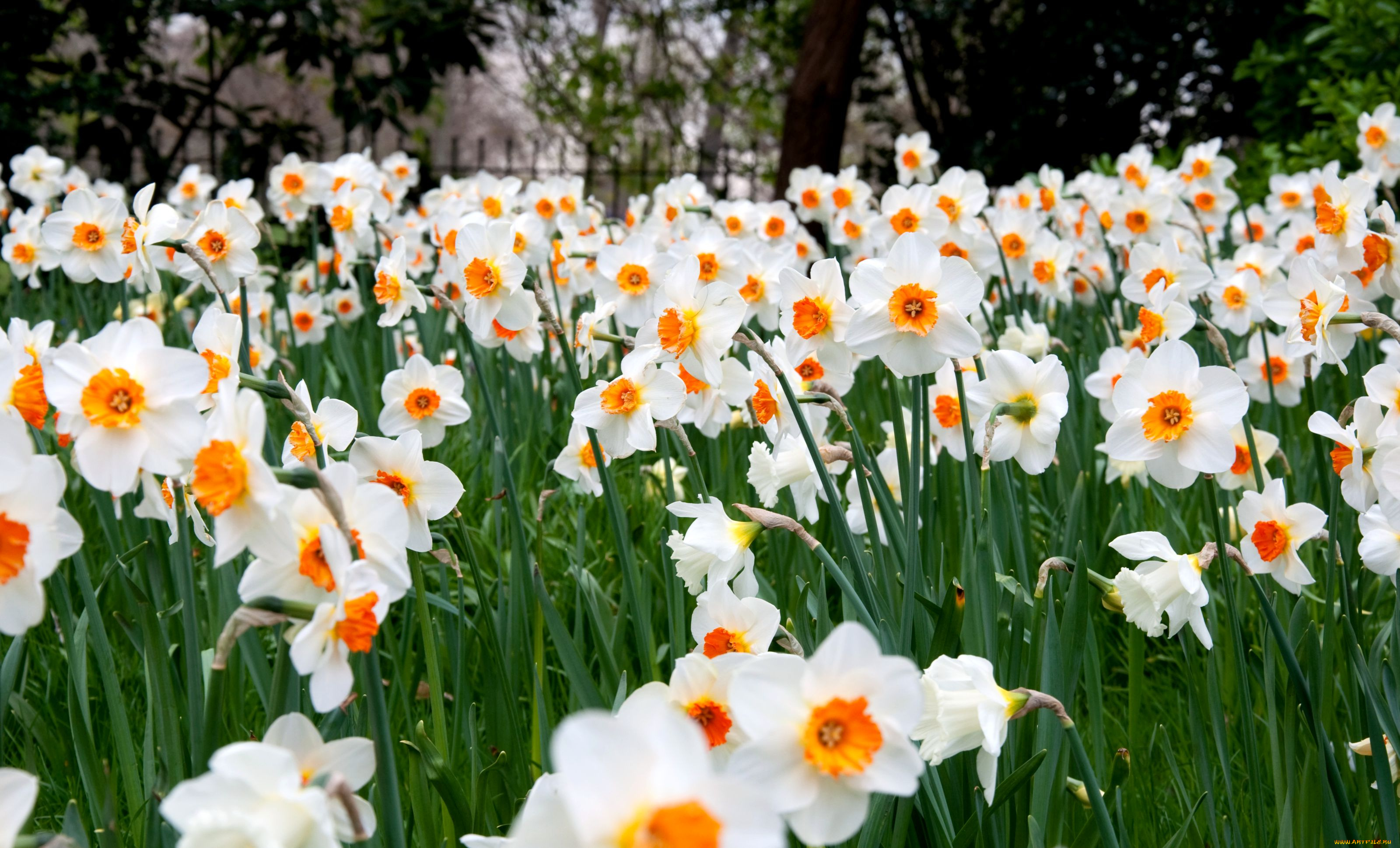 цветы, нарциссы, белый, много