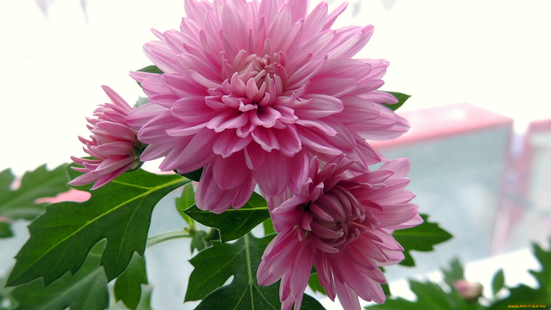 цветы, хризантемы