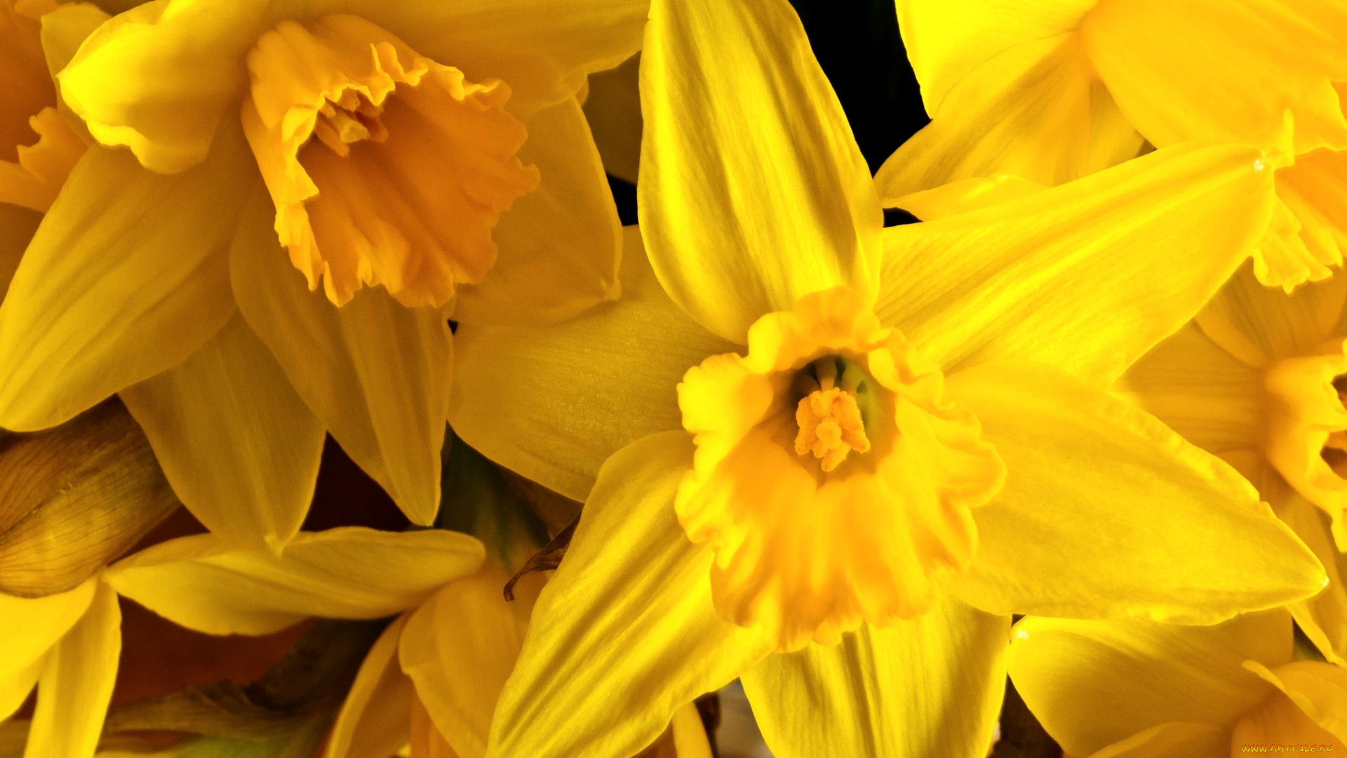 цветы, нарциссы, желтый