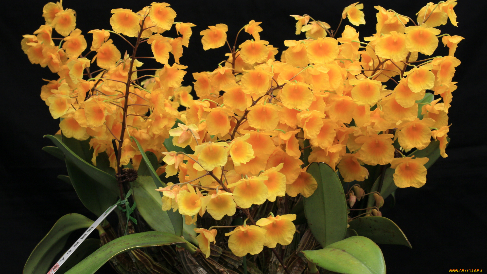 цветы, орхидеи