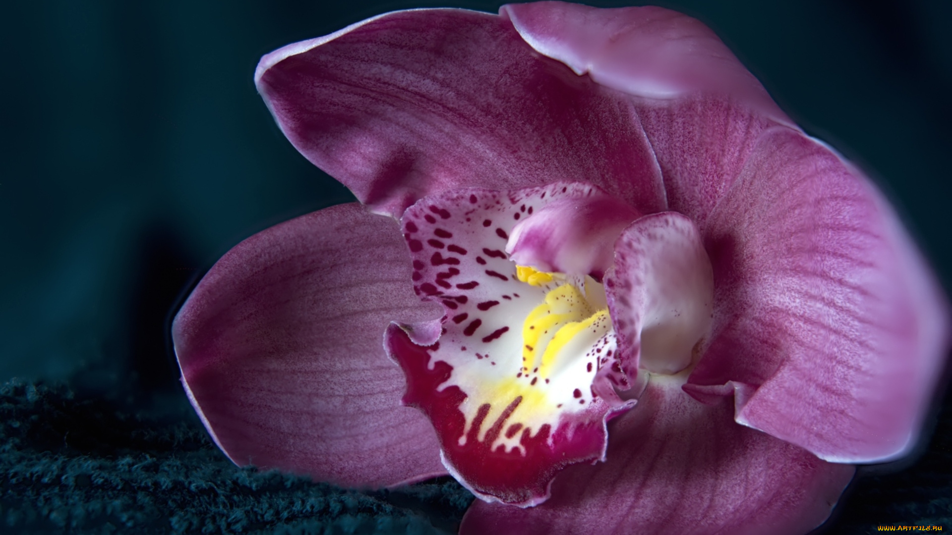 цветы, орхидеи, макро