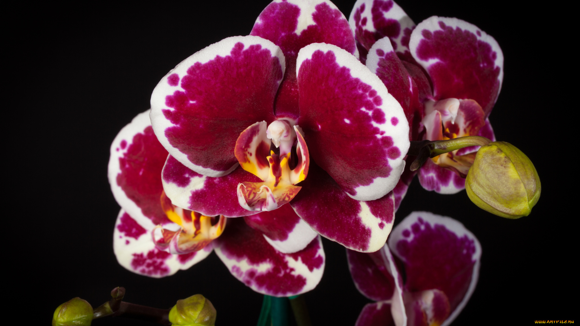 цветы, орхидеи, пестрый