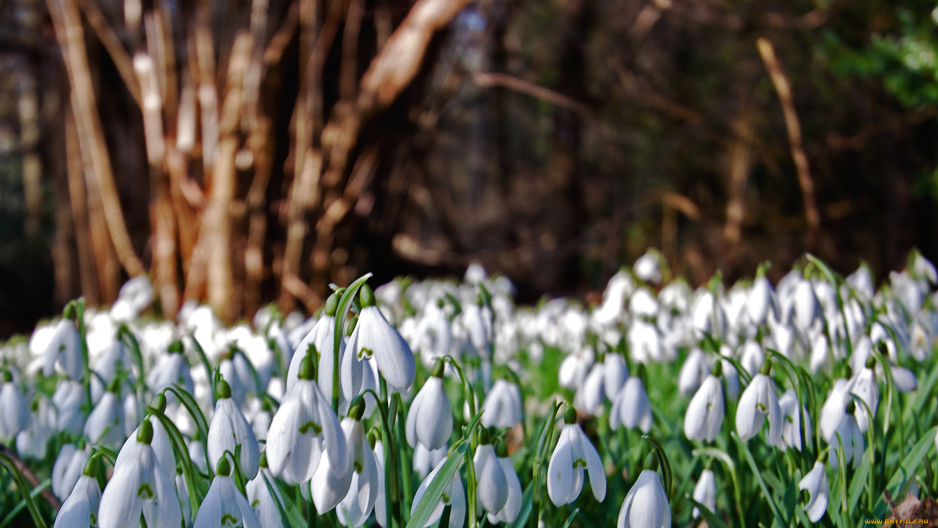 цветы, подснежники, белоцветник, весна, белый, много