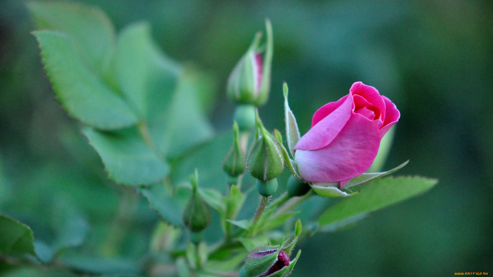 цветы, розы, бутон, розовый