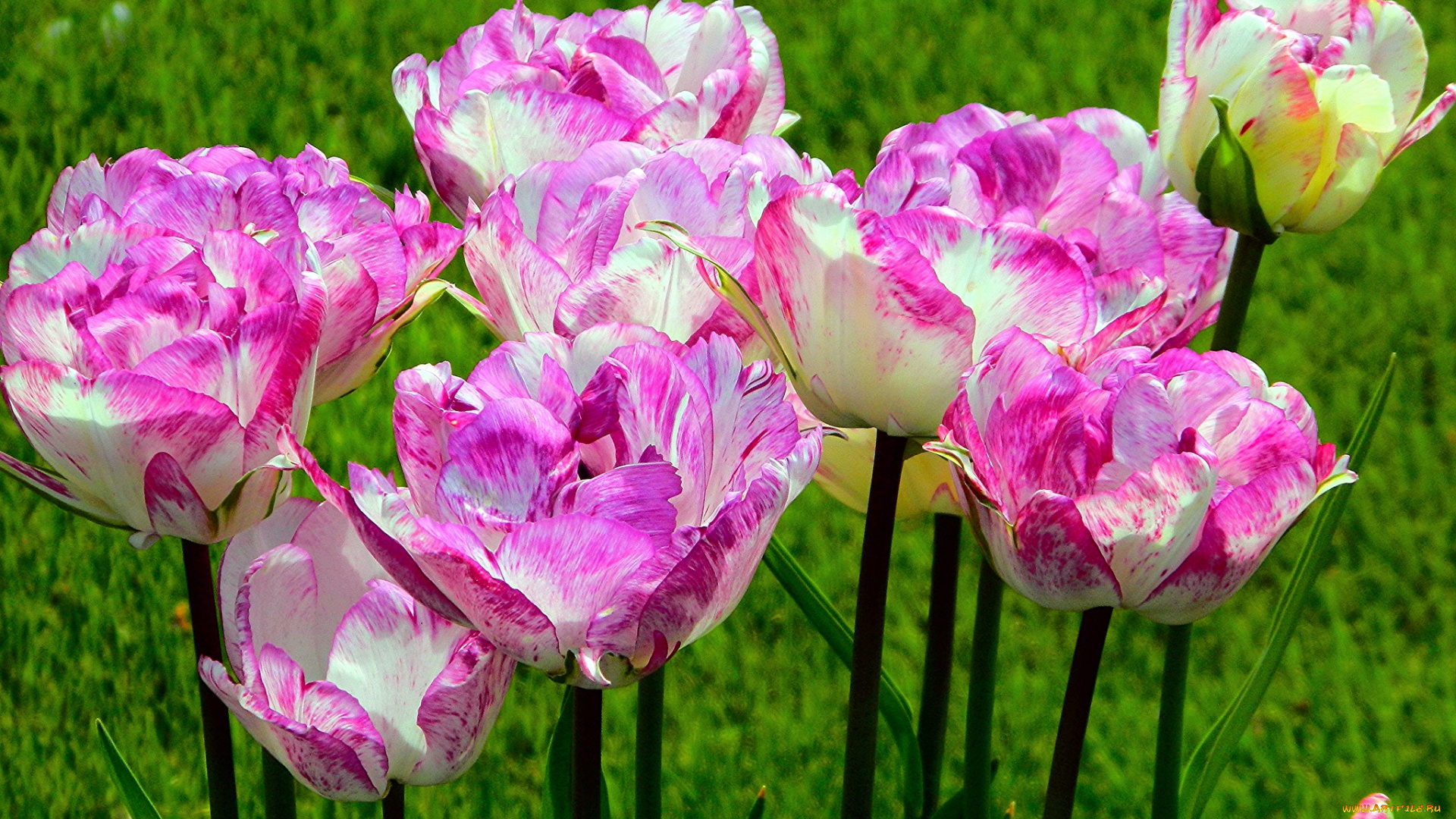 цветы, тюльпаны, пестрый