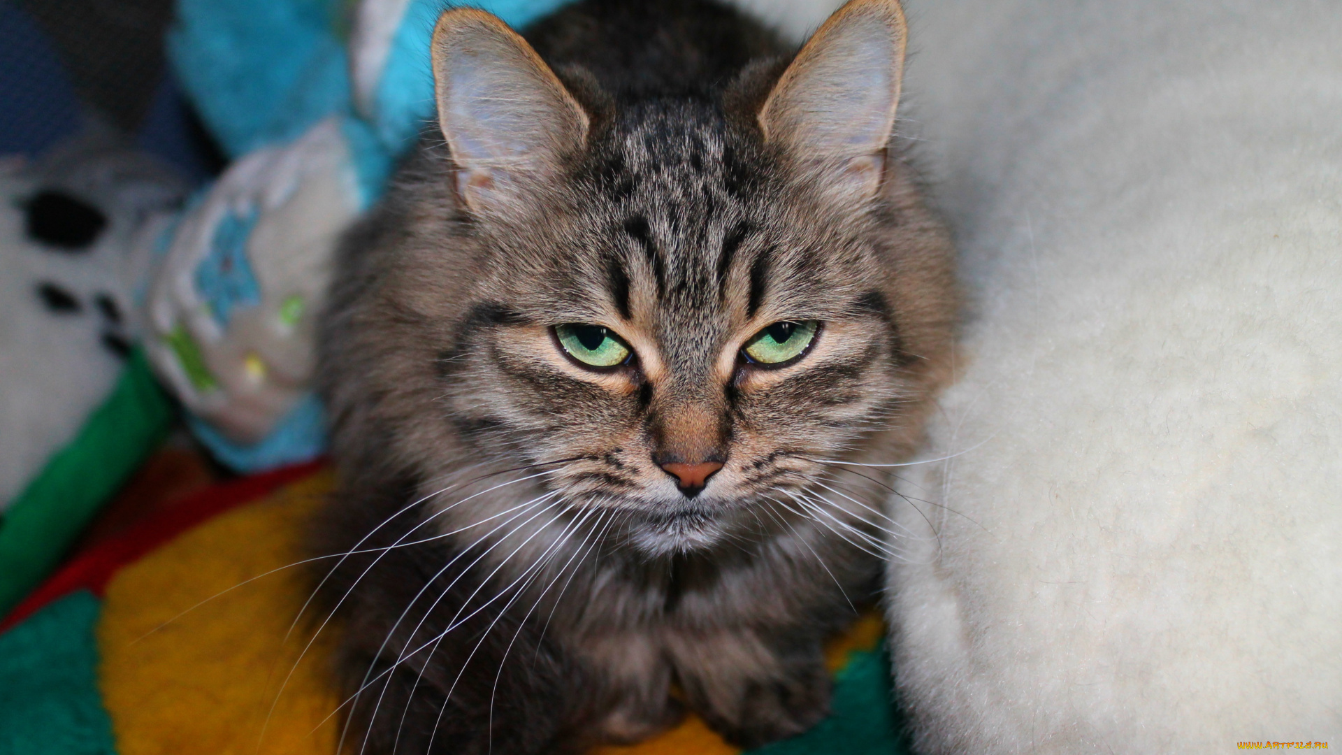 кот, животные, коты, cat