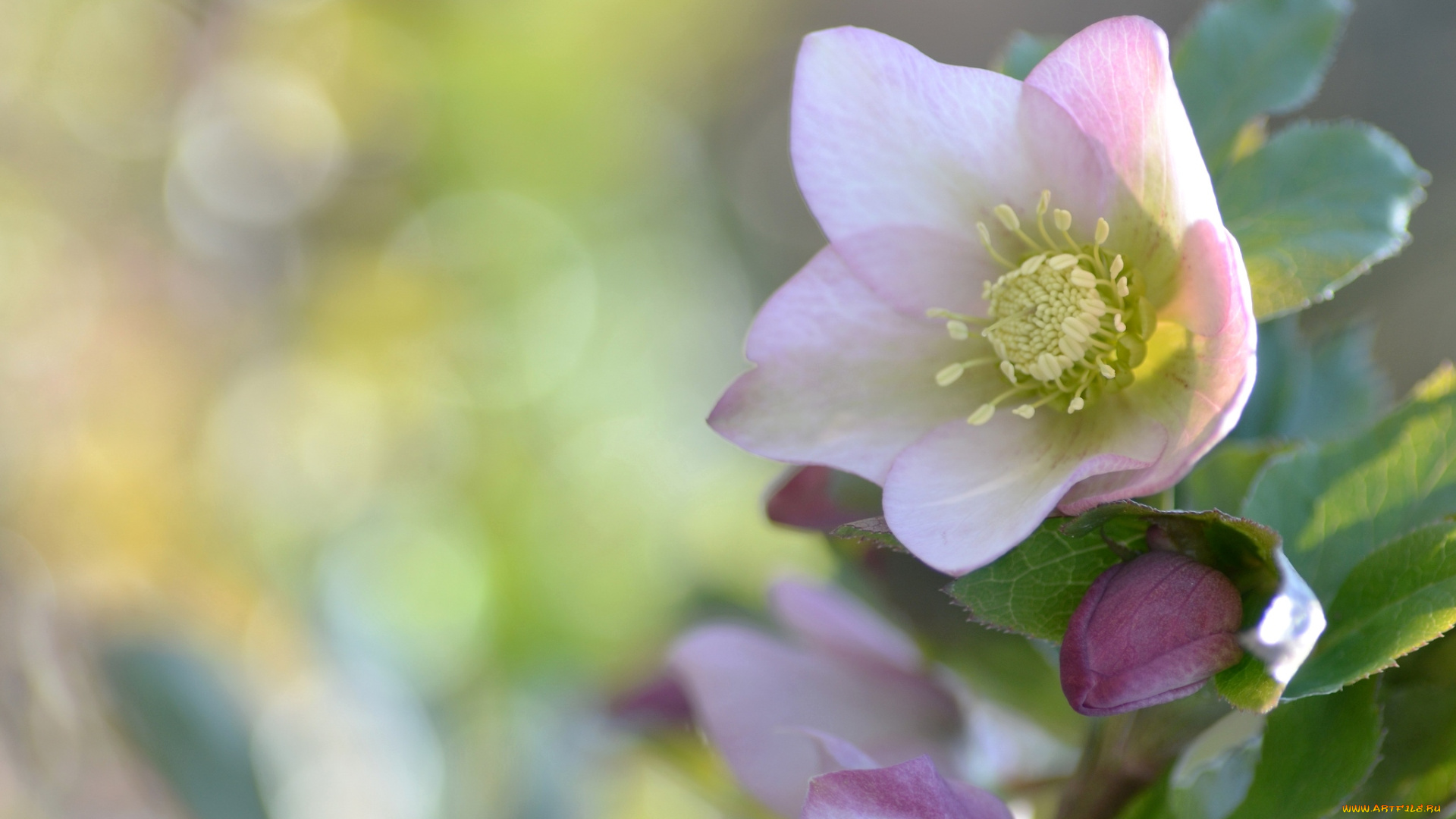 морозника, цветы, геллеборус, морозник, нежность