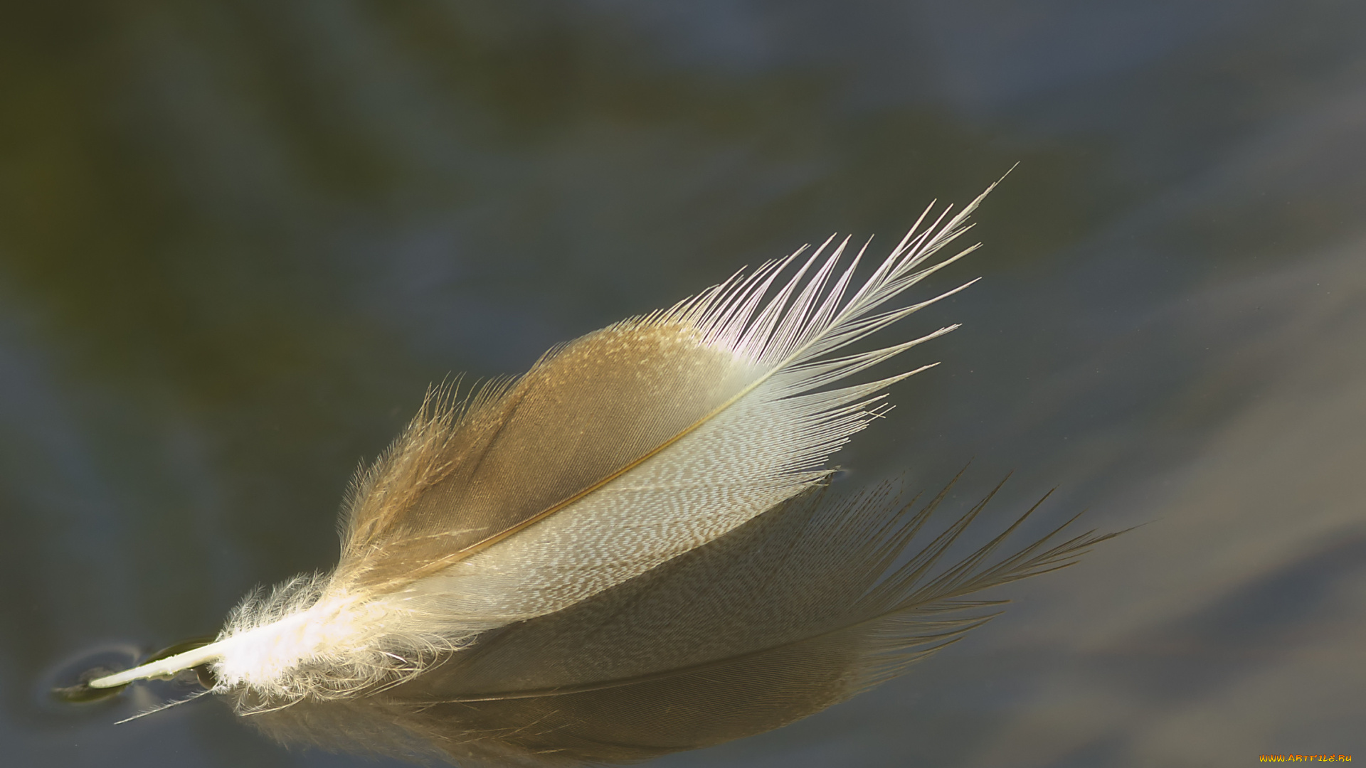 разное, перья, перо, макро, вода