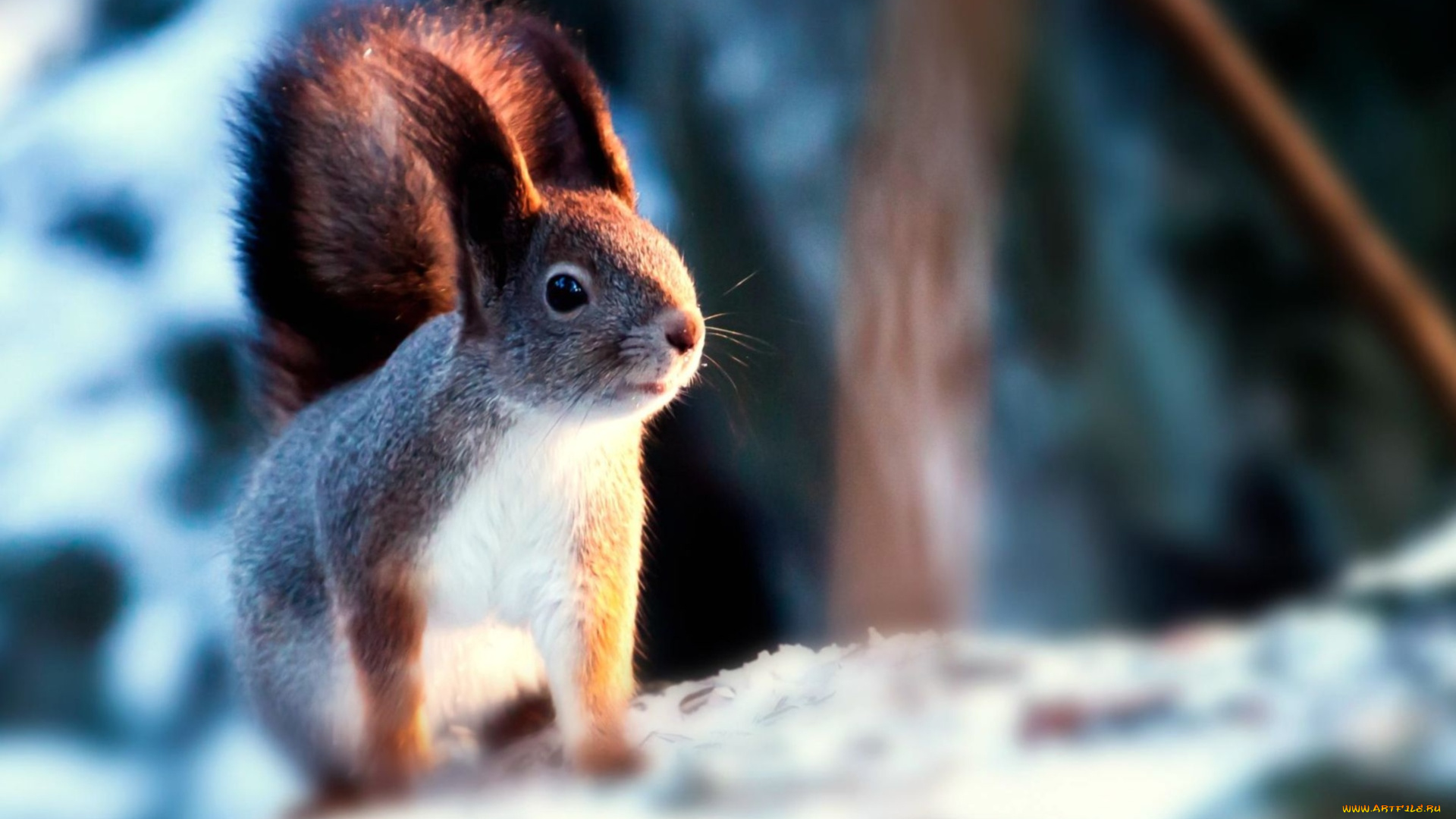 животные, белки, зима, зверек