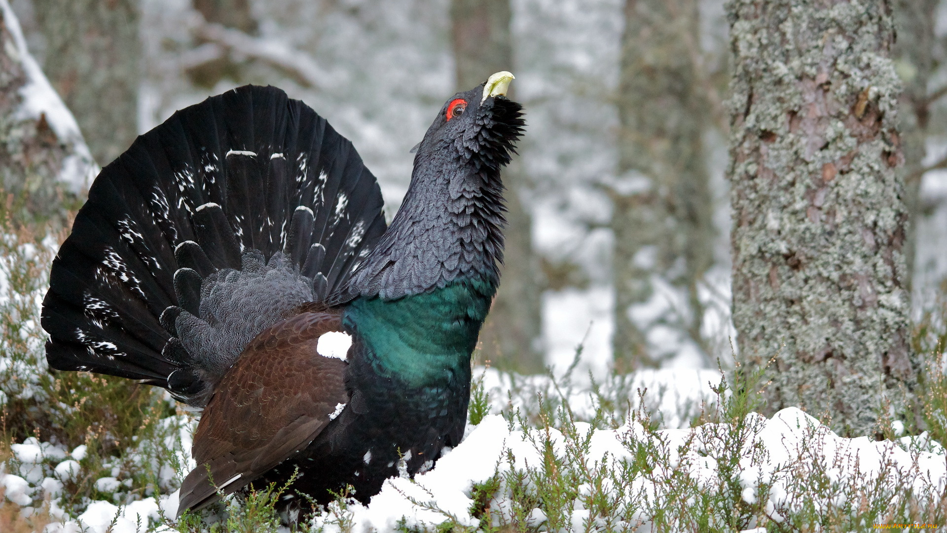 животные, глухари, тетерева, фазаны, природа, птица, capercaillie