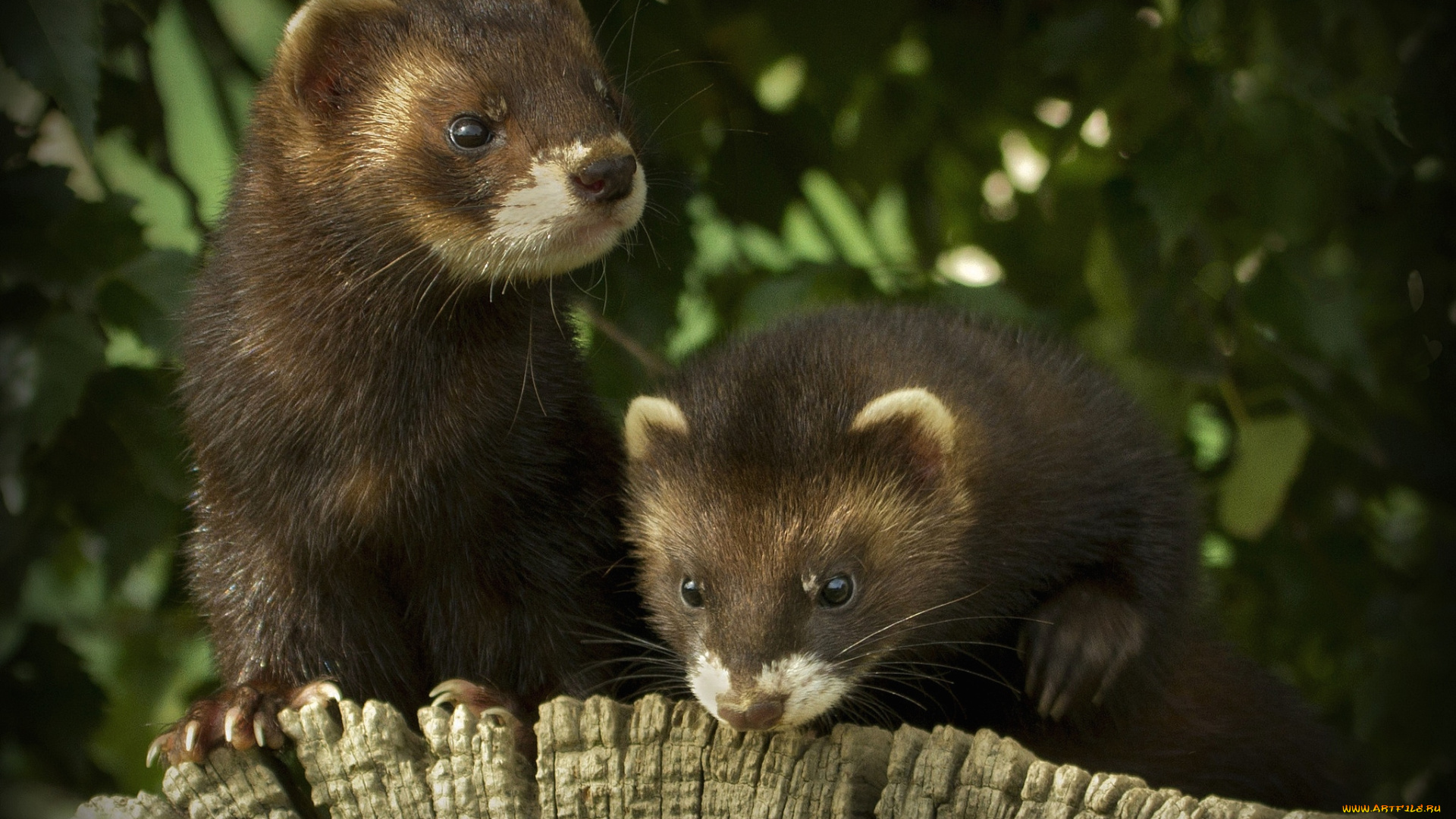 животные, хорьки, ласки, соболи, горностаи, куницы, мордочки, мех