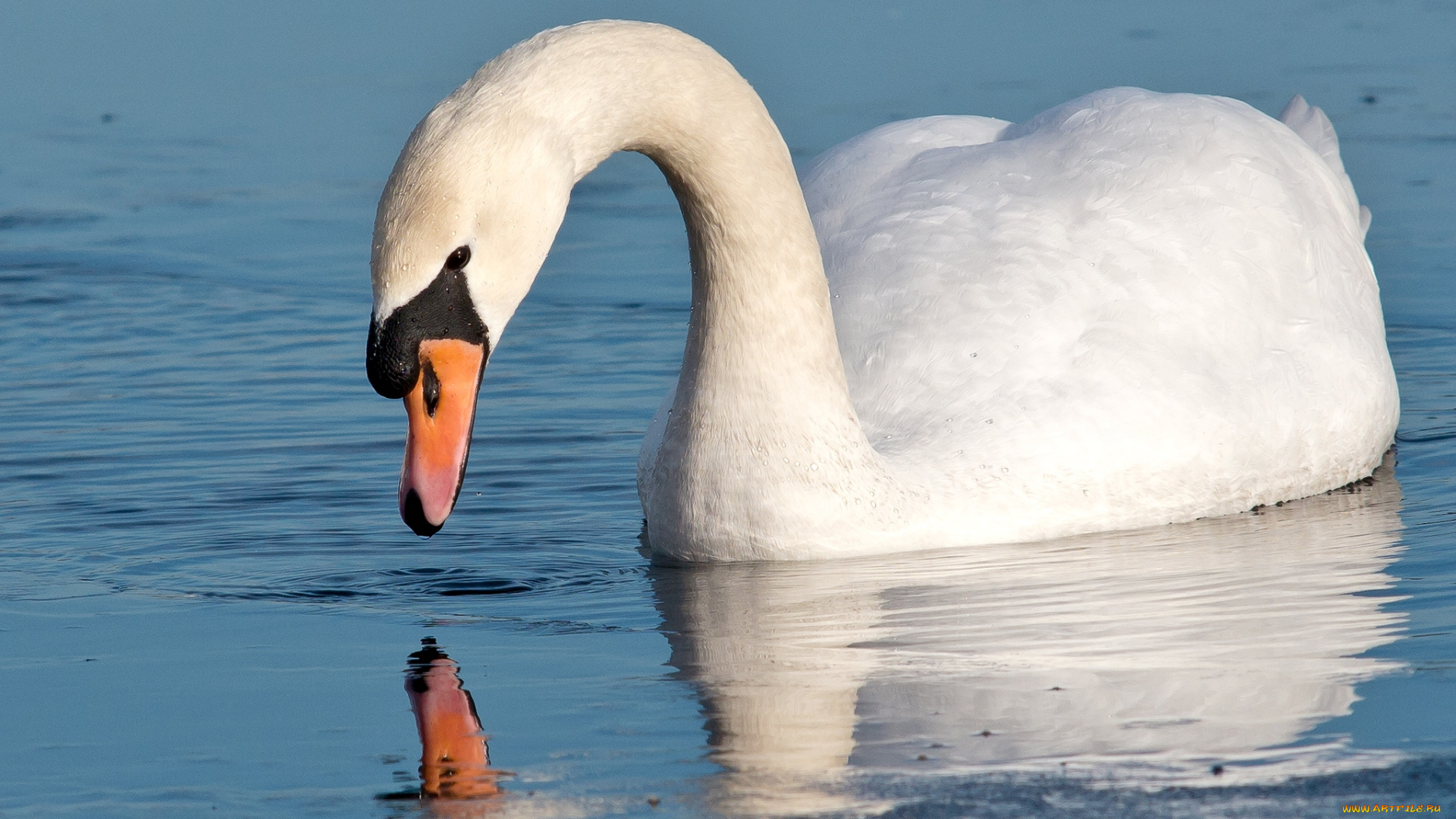 животные, лебеди, шипун, белый