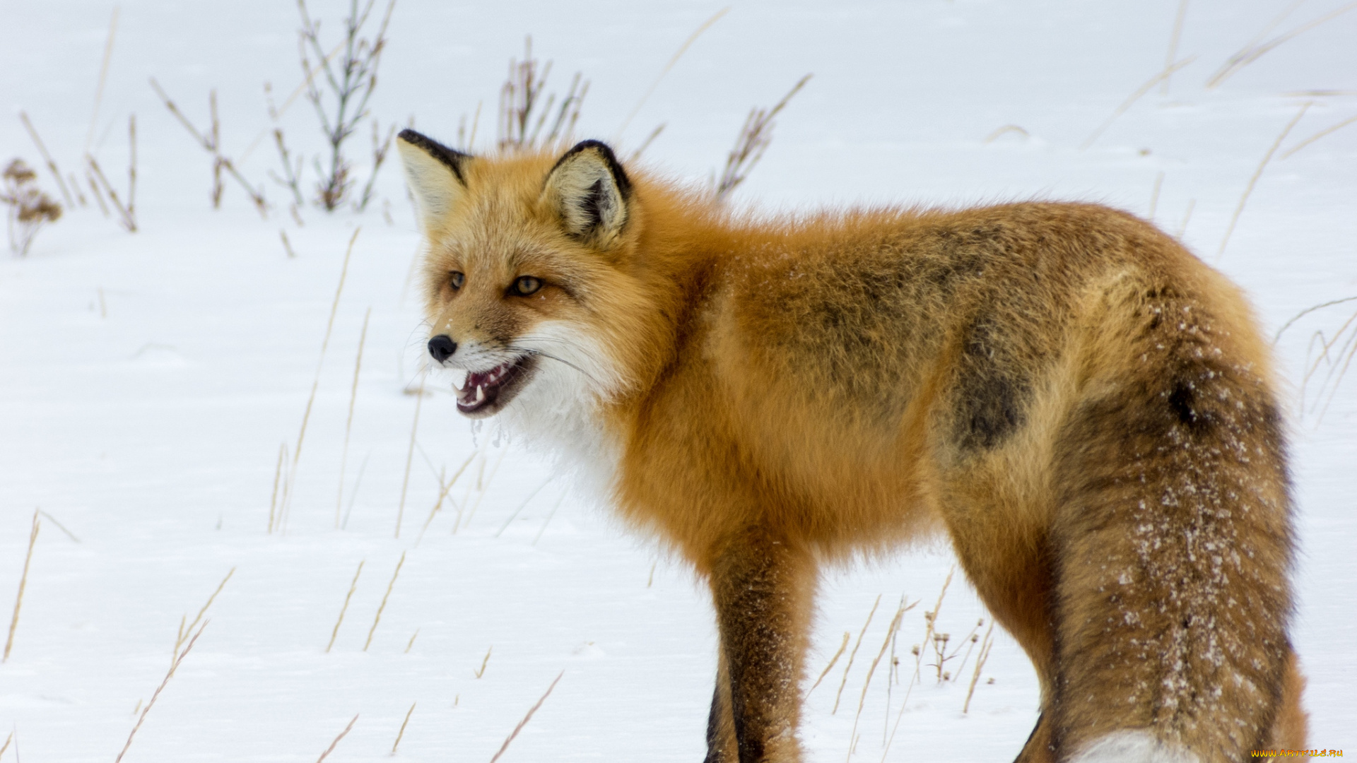 животные, лисы, рыжая
