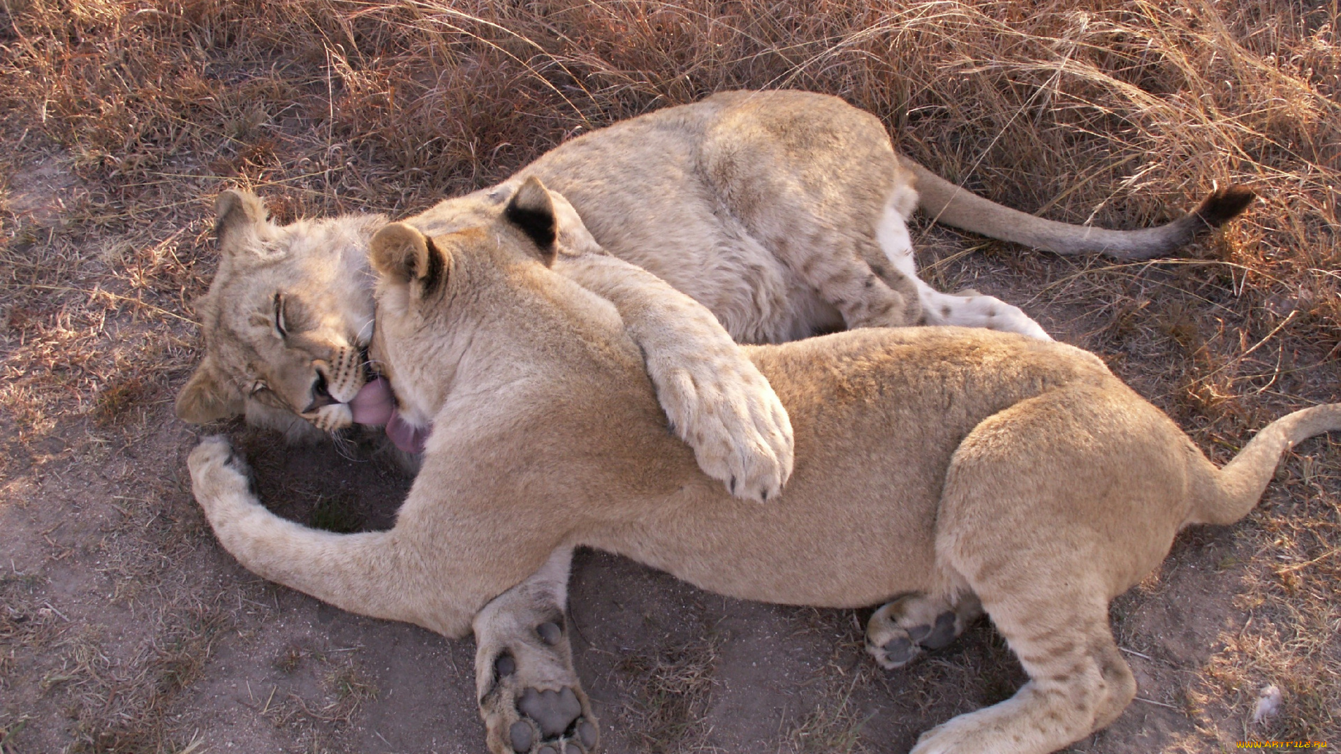 животные, львы, лапы, львицы, хищники, игры, любовь