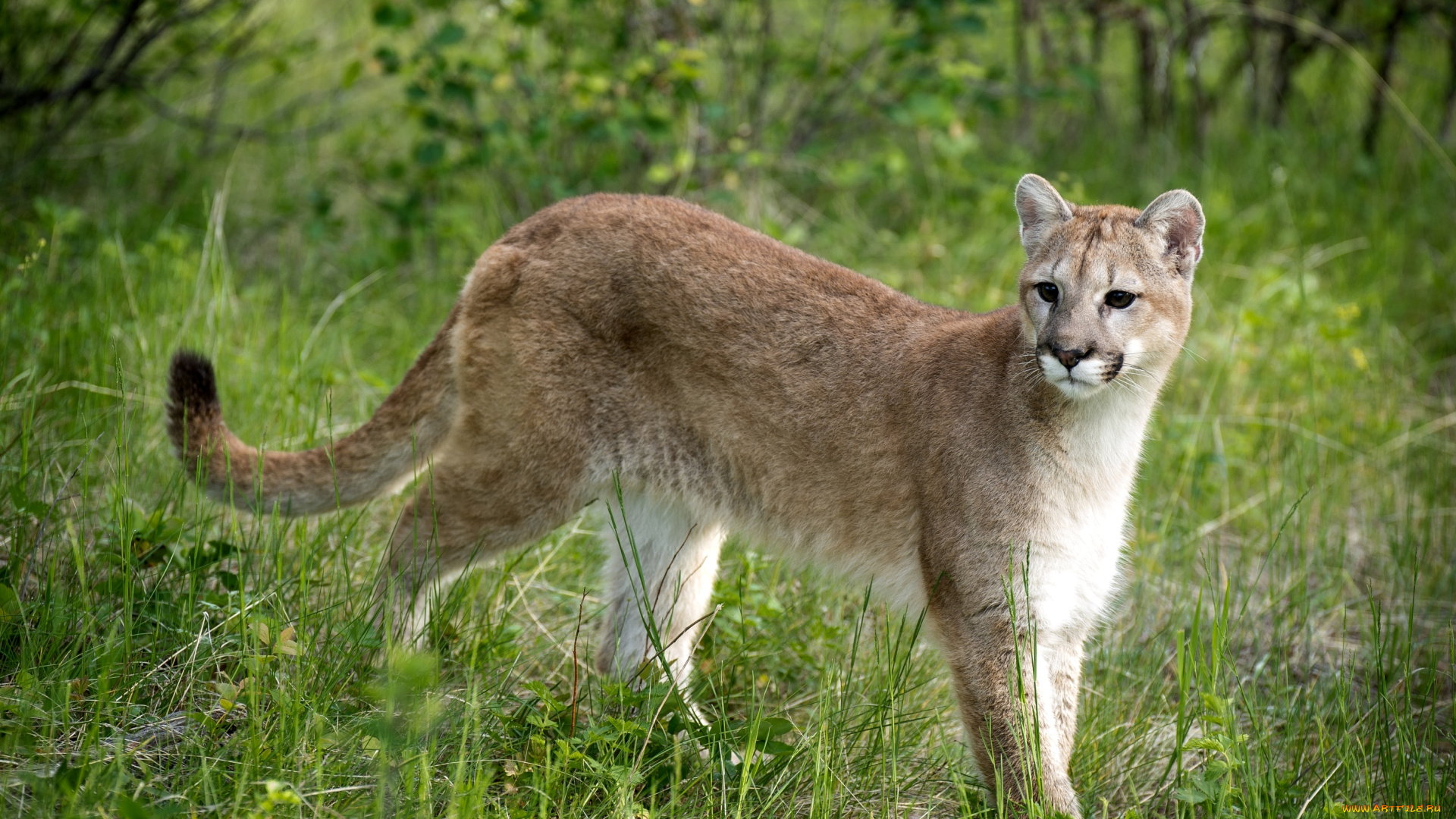 животные, пумы, грация