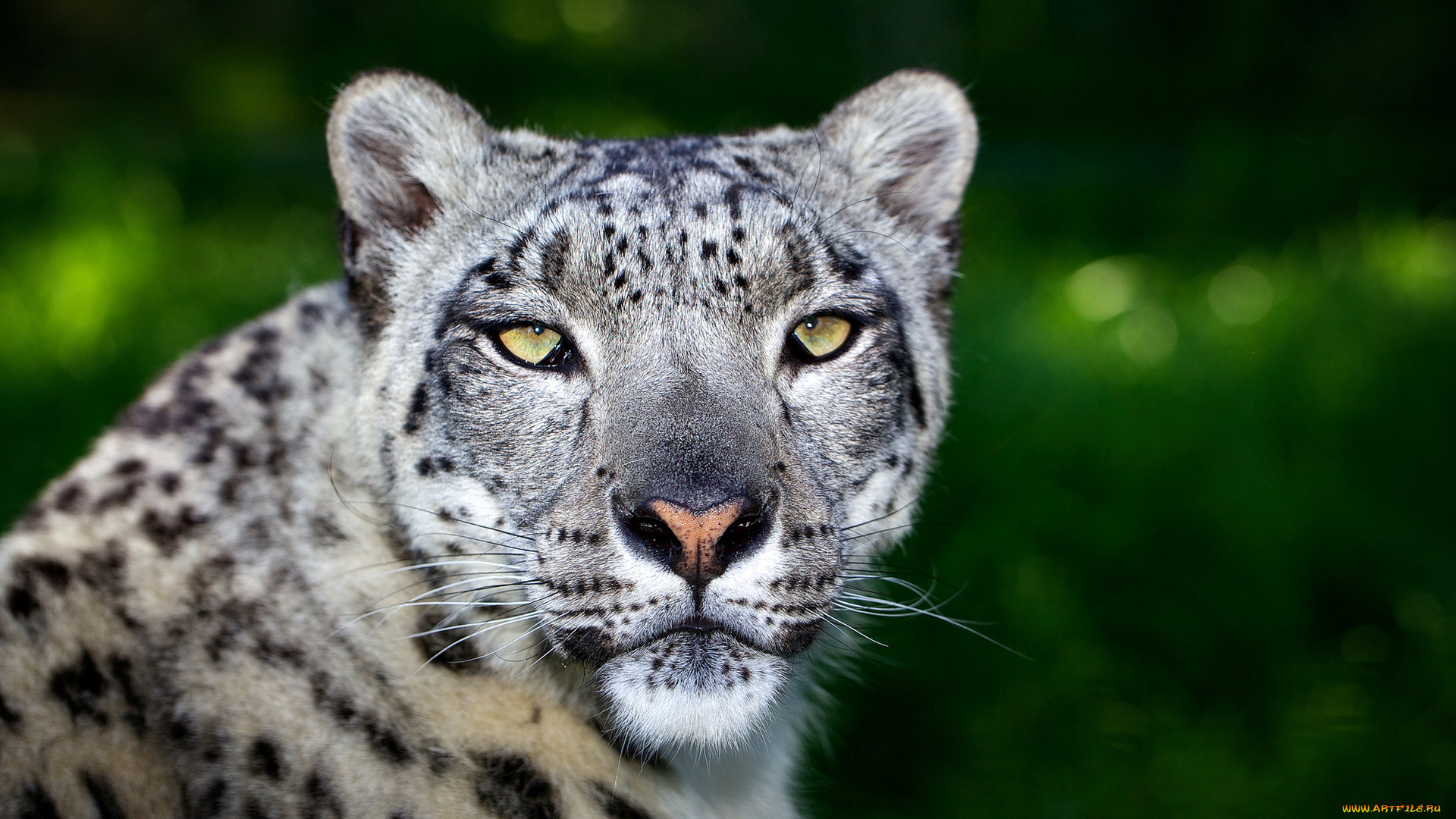 животные, снежный, барс, ирбис, кошка, морда, зелень, дикая, хищник
