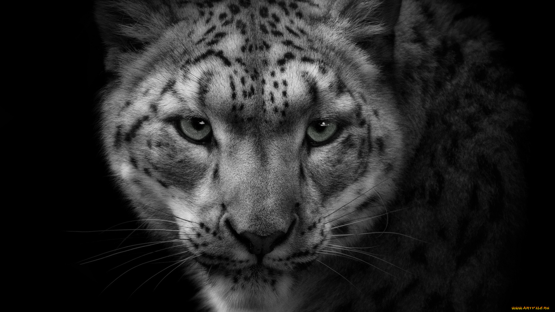 животные, снежный, барс, ирбис, портрет