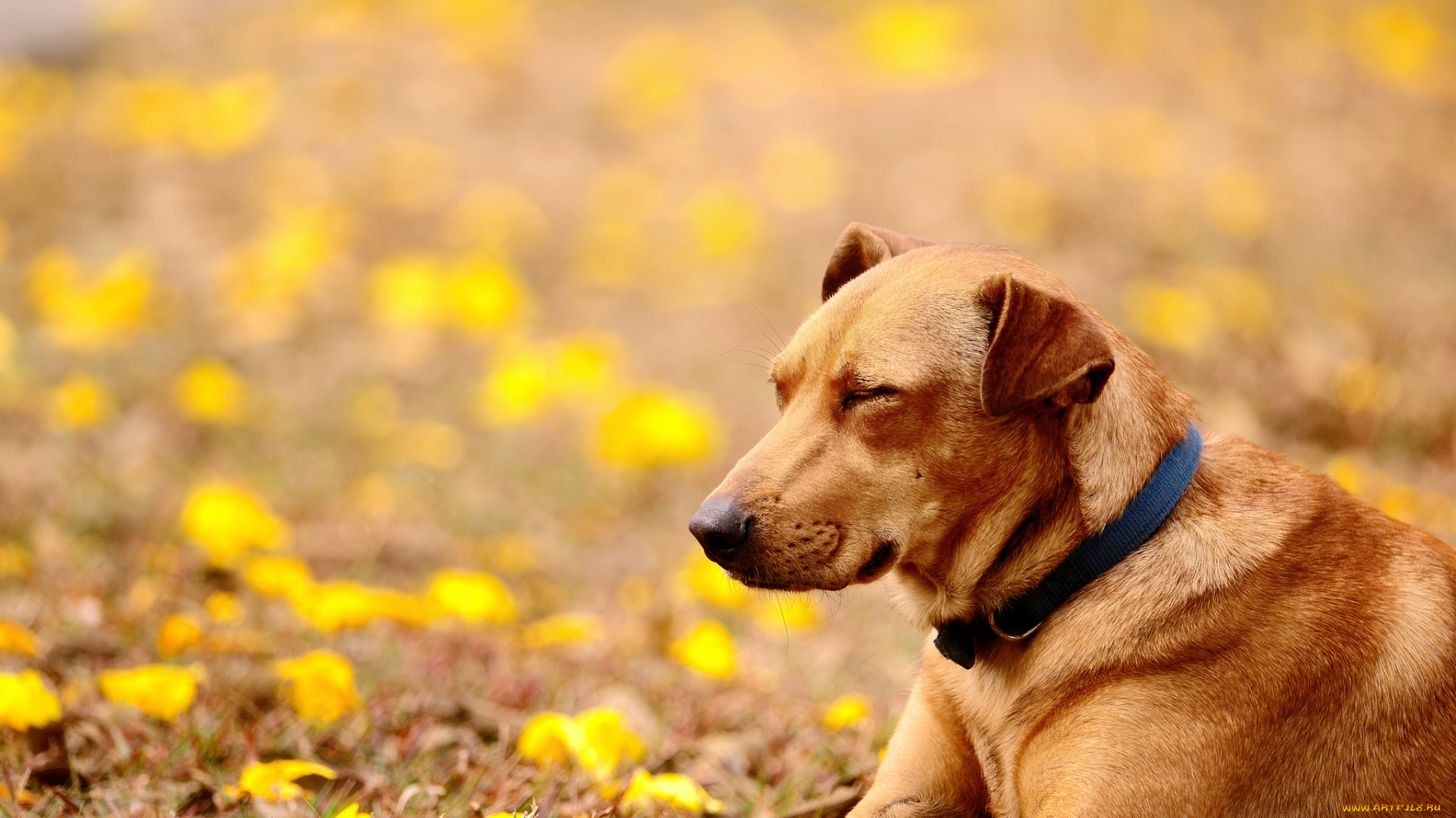 животные, собаки, цветы, желтые, ошейник, лежа, собака