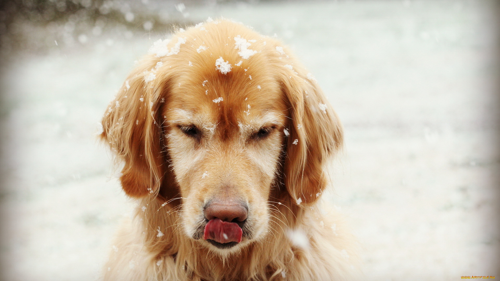 животные, собаки, собака, друг, снежинки