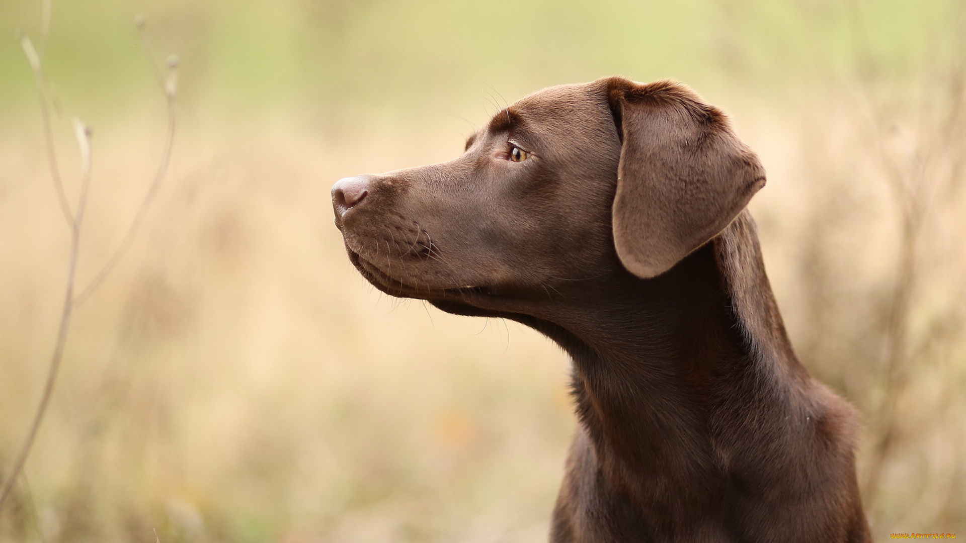 животные, собаки, собака, взгляд