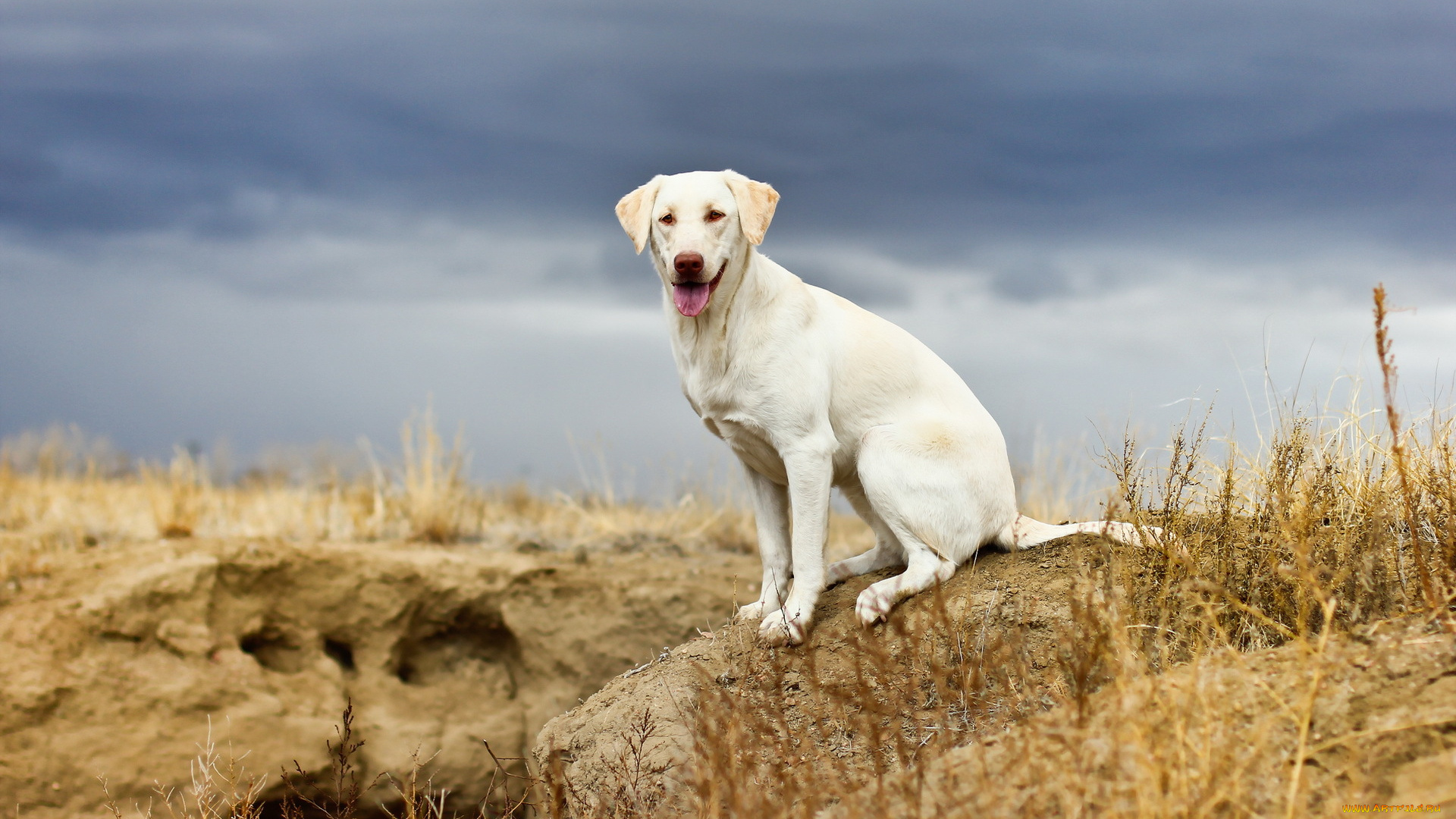 животные, собаки, собака, взгляд