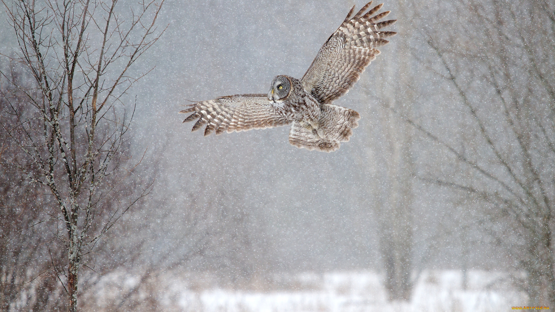 животные, совы, полет, снег, крылья