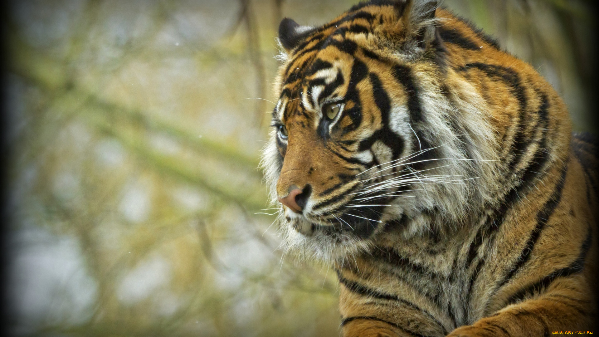 животные, тигры, голова, хищник