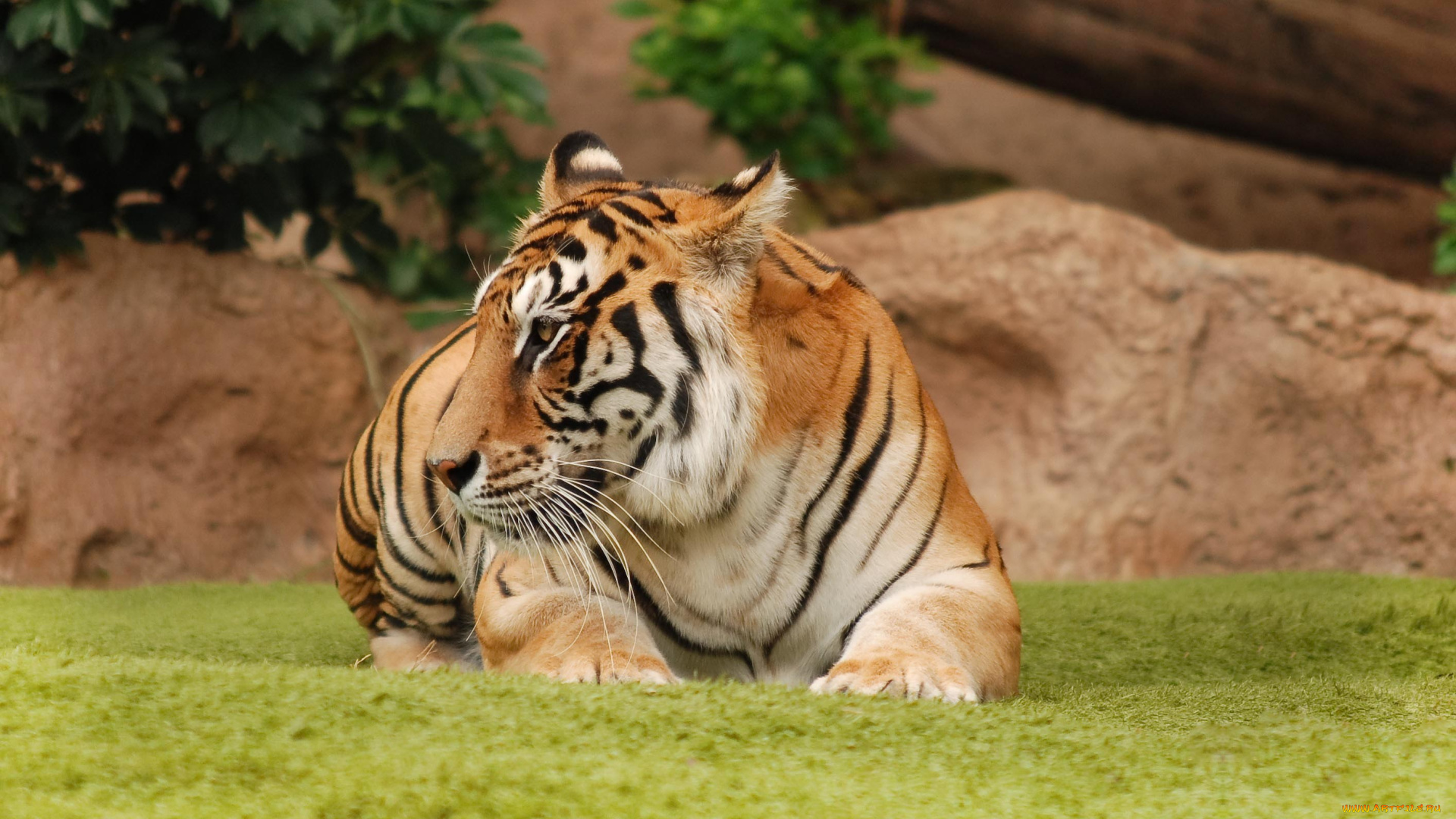 животные, тигры, тигр