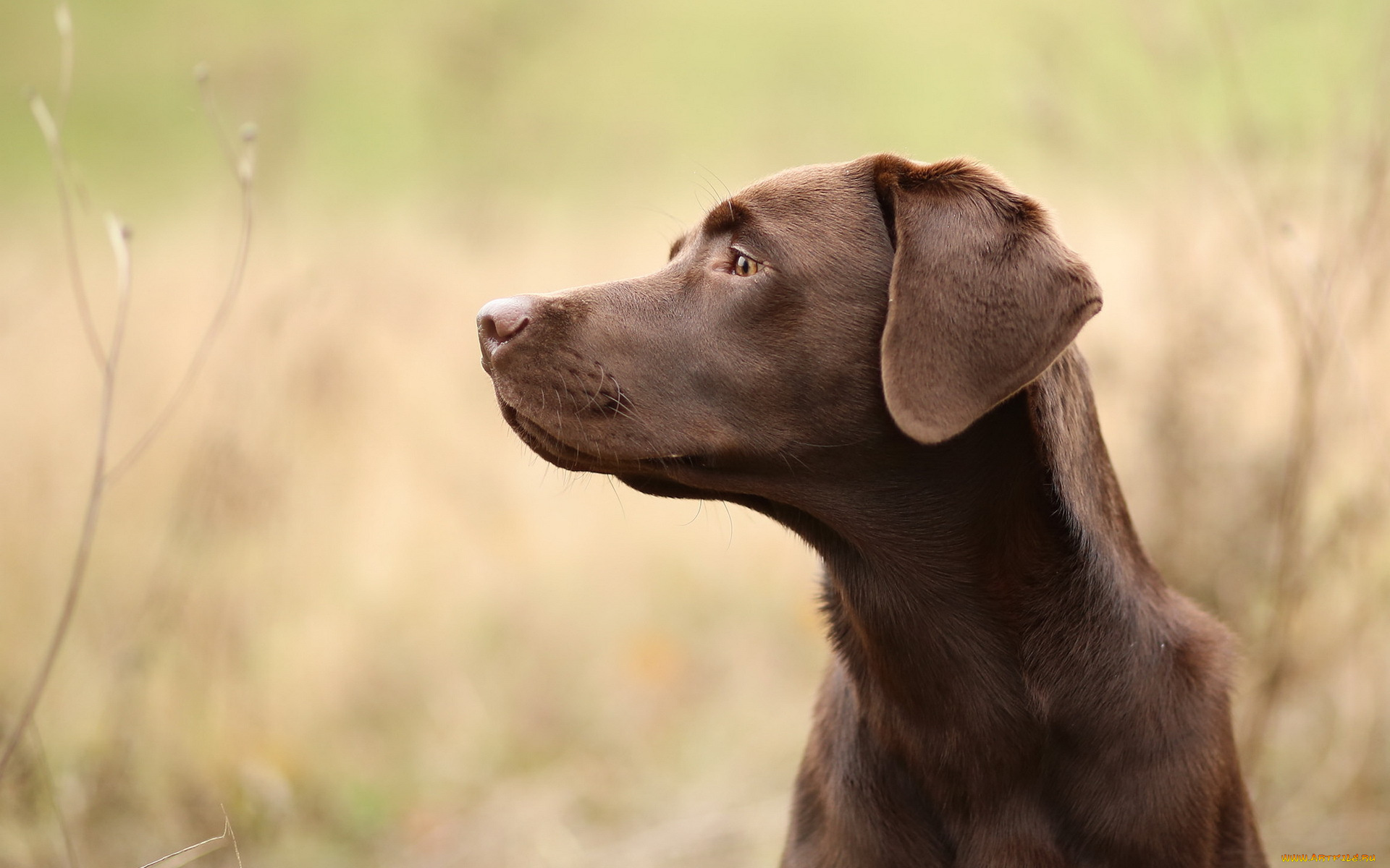 животные, собаки, собака, взгляд