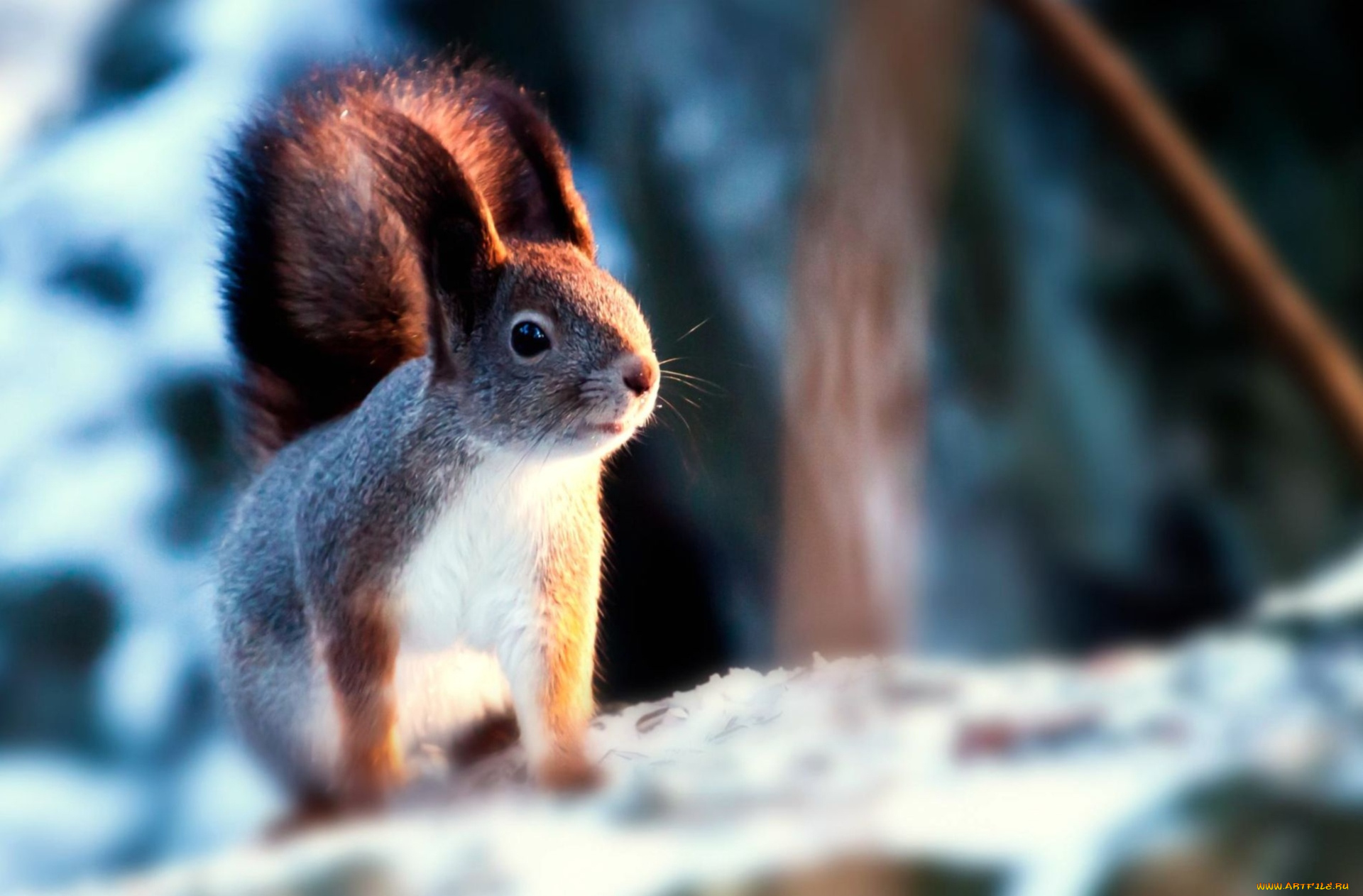 животные, белки, зима, зверек