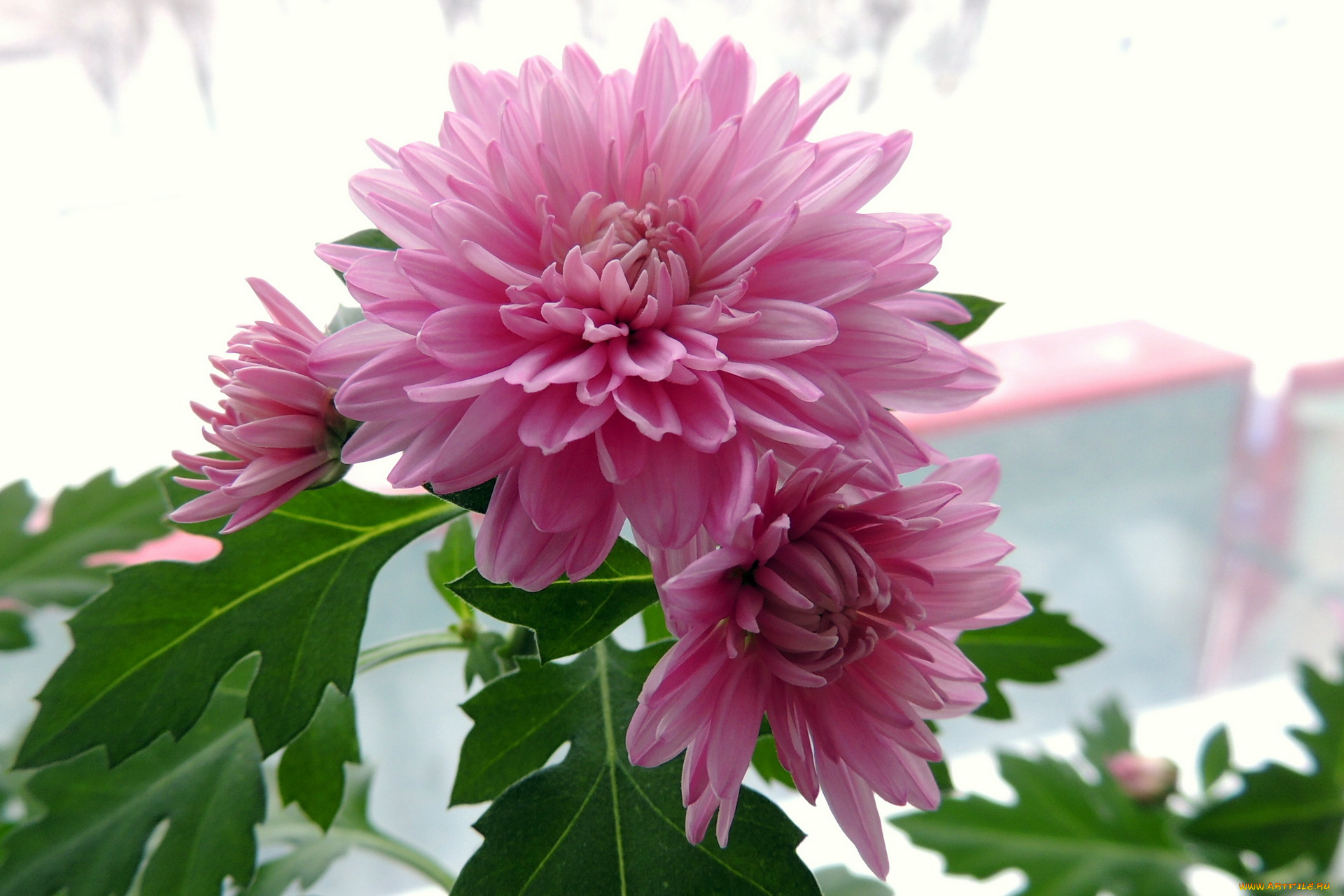 цветы, хризантемы