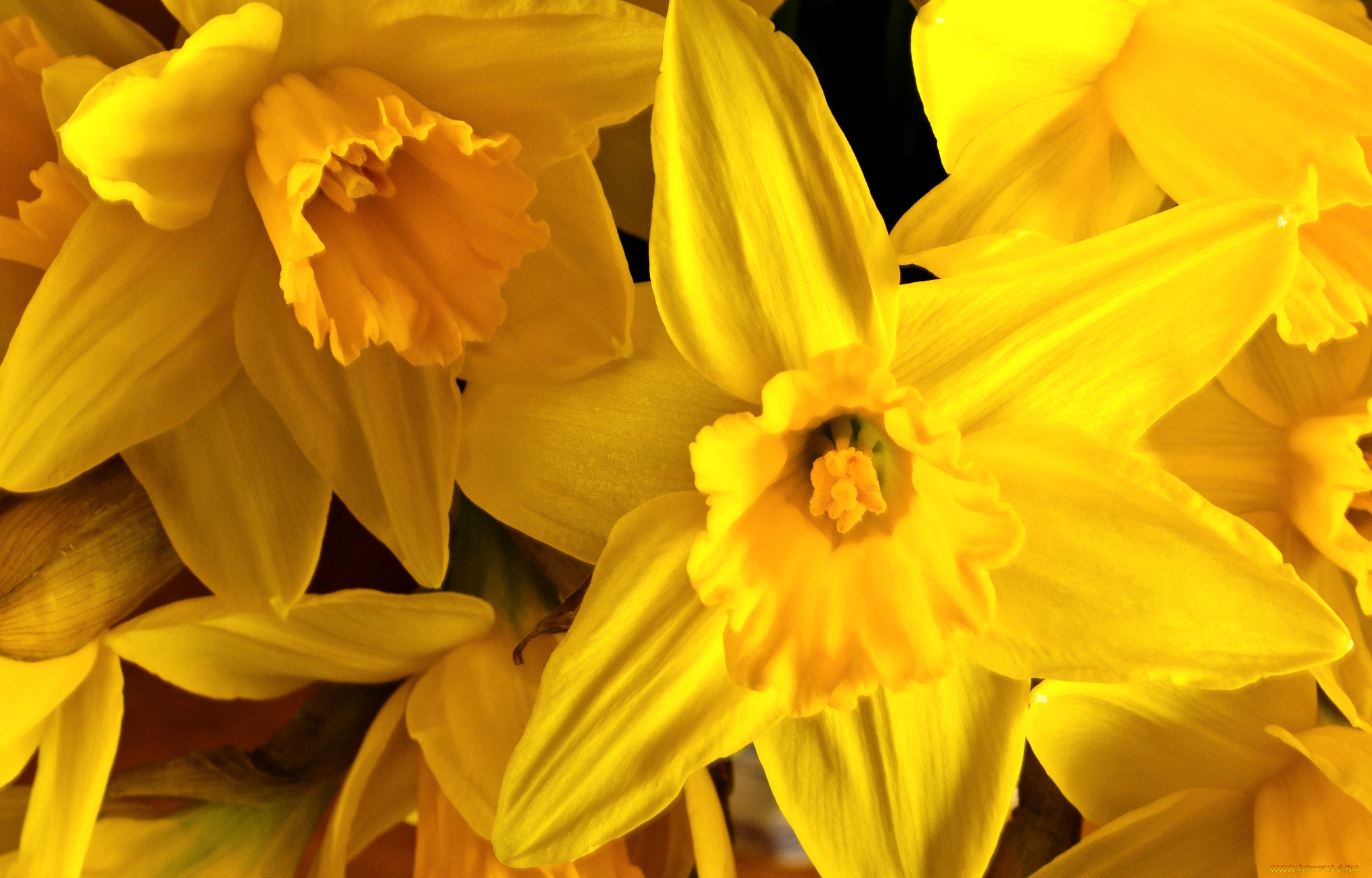 цветы, нарциссы, желтый