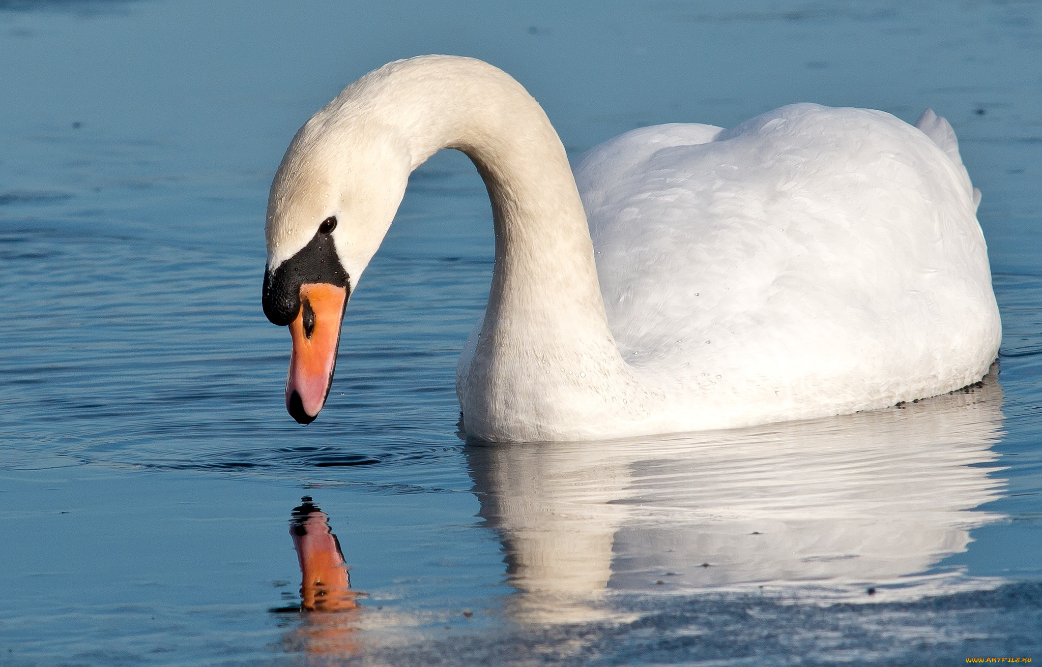 животные, лебеди, шипун, белый