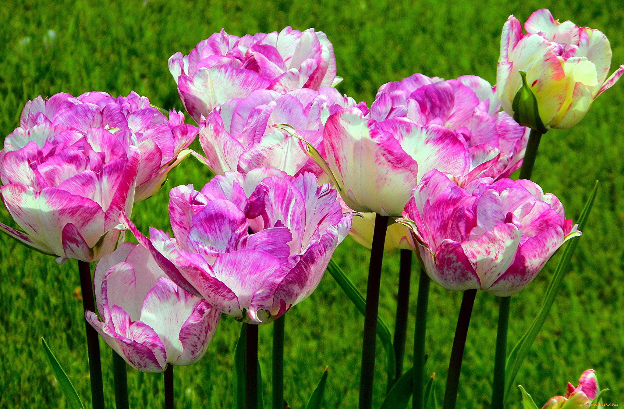 цветы, тюльпаны, пестрый