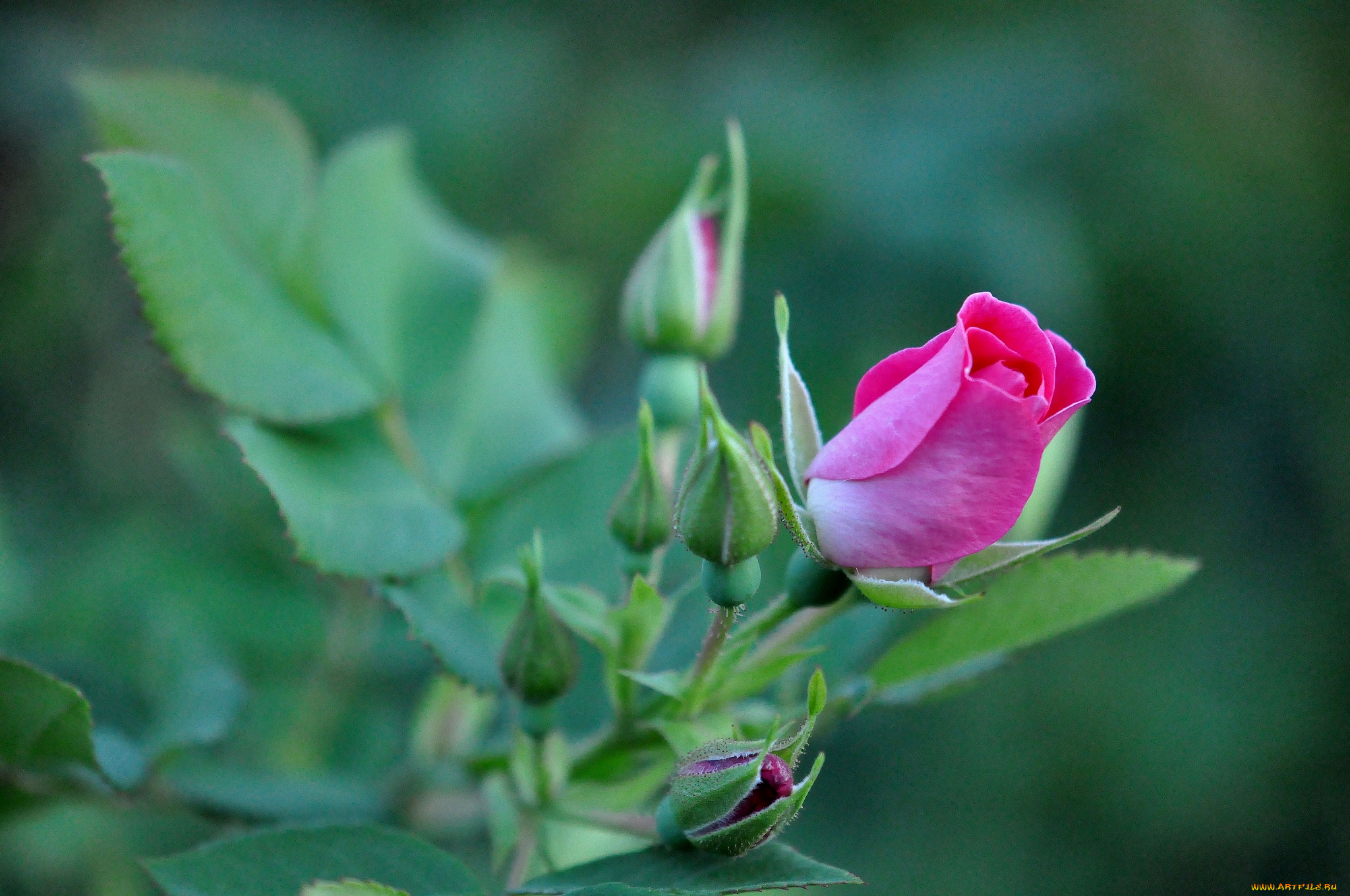 цветы, розы, бутон, розовый