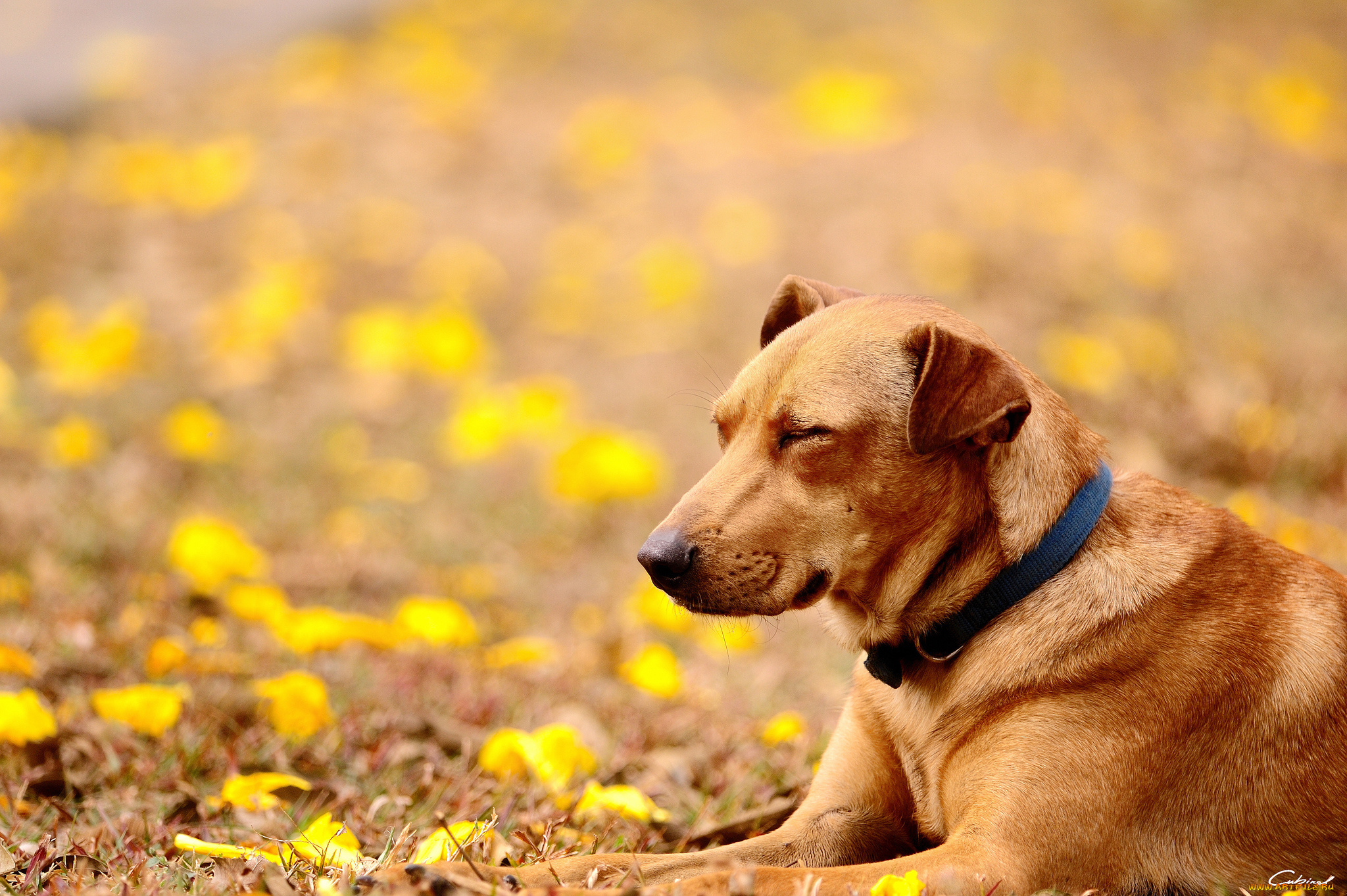 животные, собаки, цветы, желтые, ошейник, лежа, собака