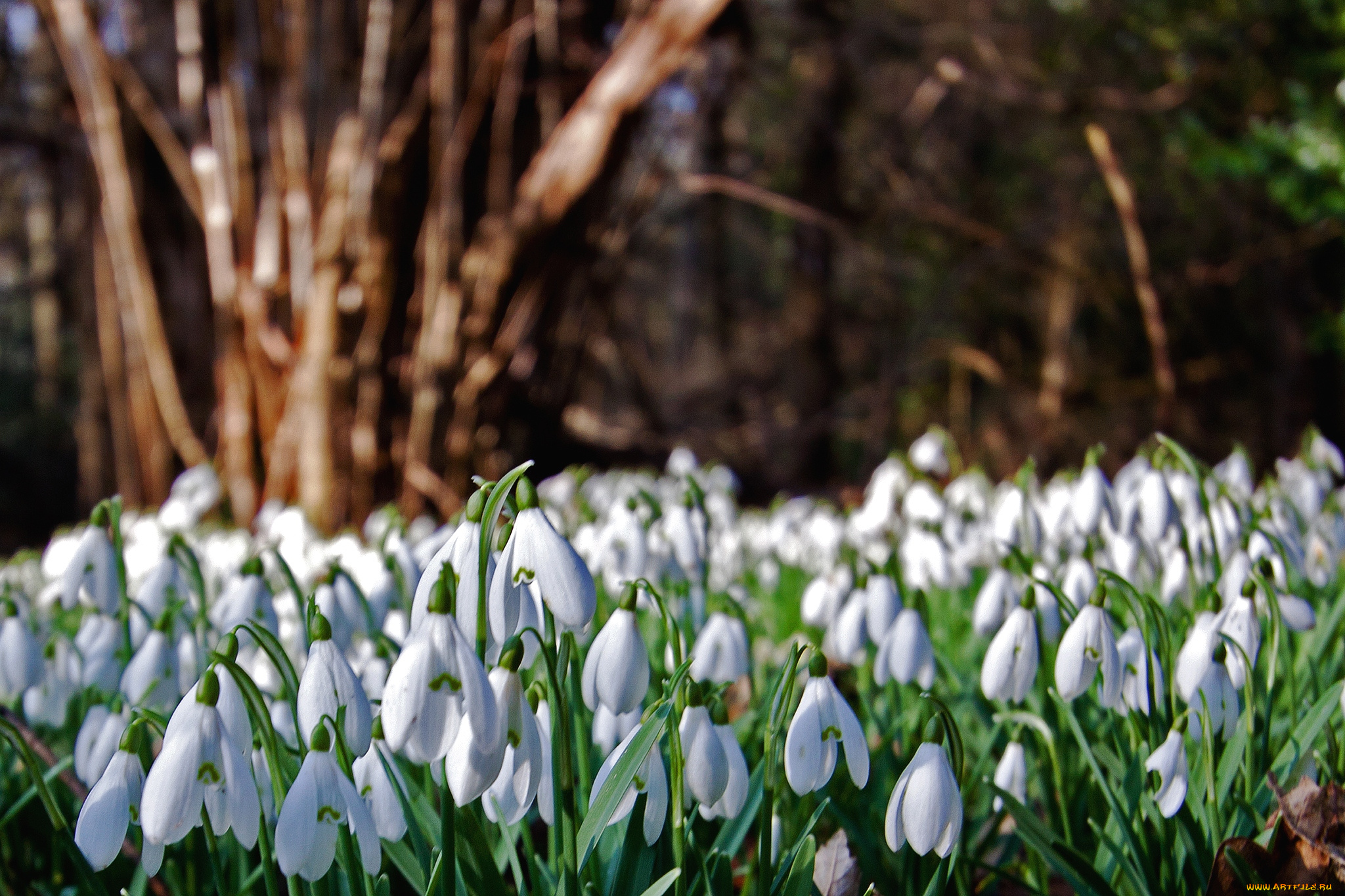 цветы, подснежники, белоцветник, весна, белый, много