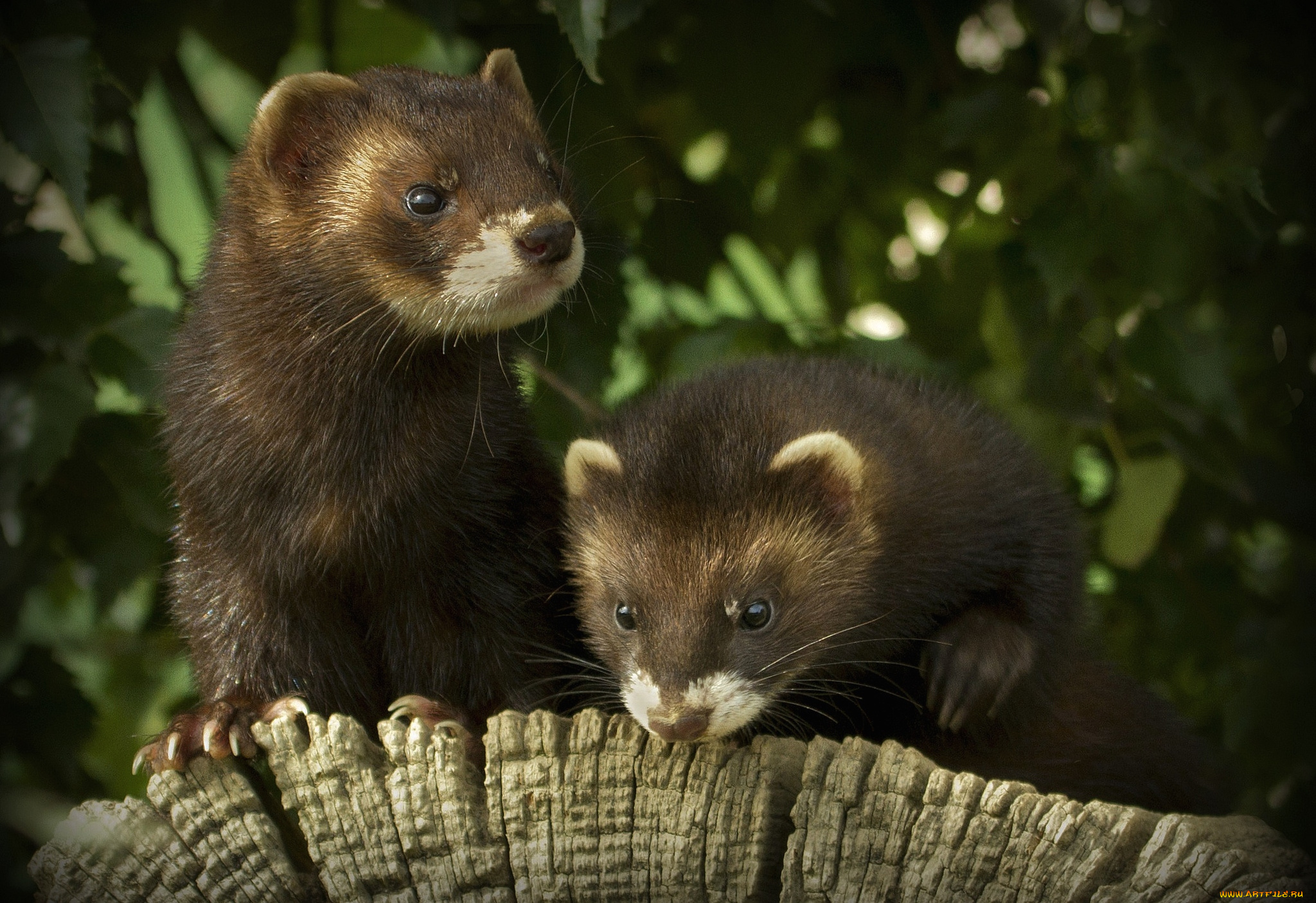 животные, хорьки, ласки, соболи, горностаи, куницы, мордочки, мех