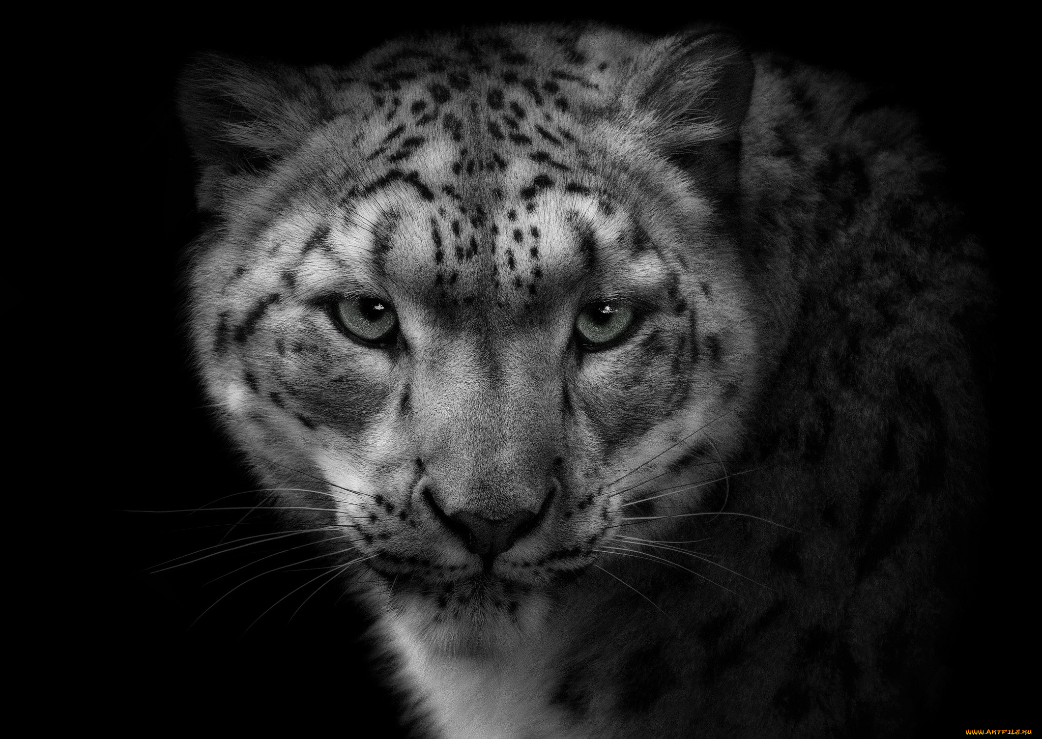 животные, снежный, барс, ирбис, портрет