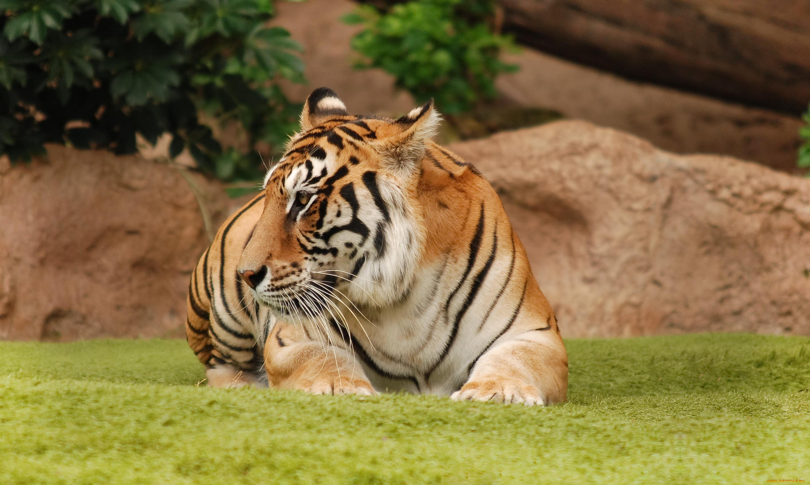 животные, тигры, тигр