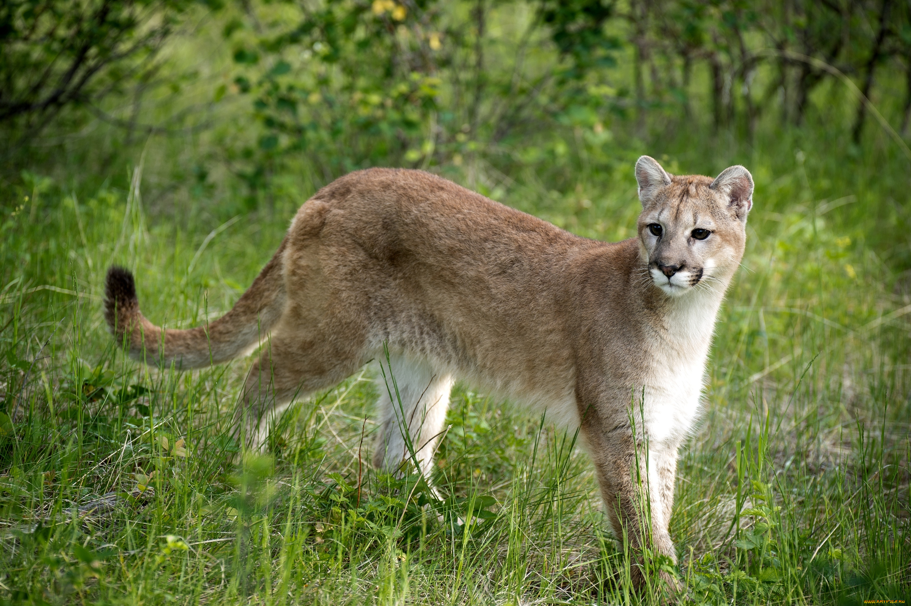 животные, пумы, грация