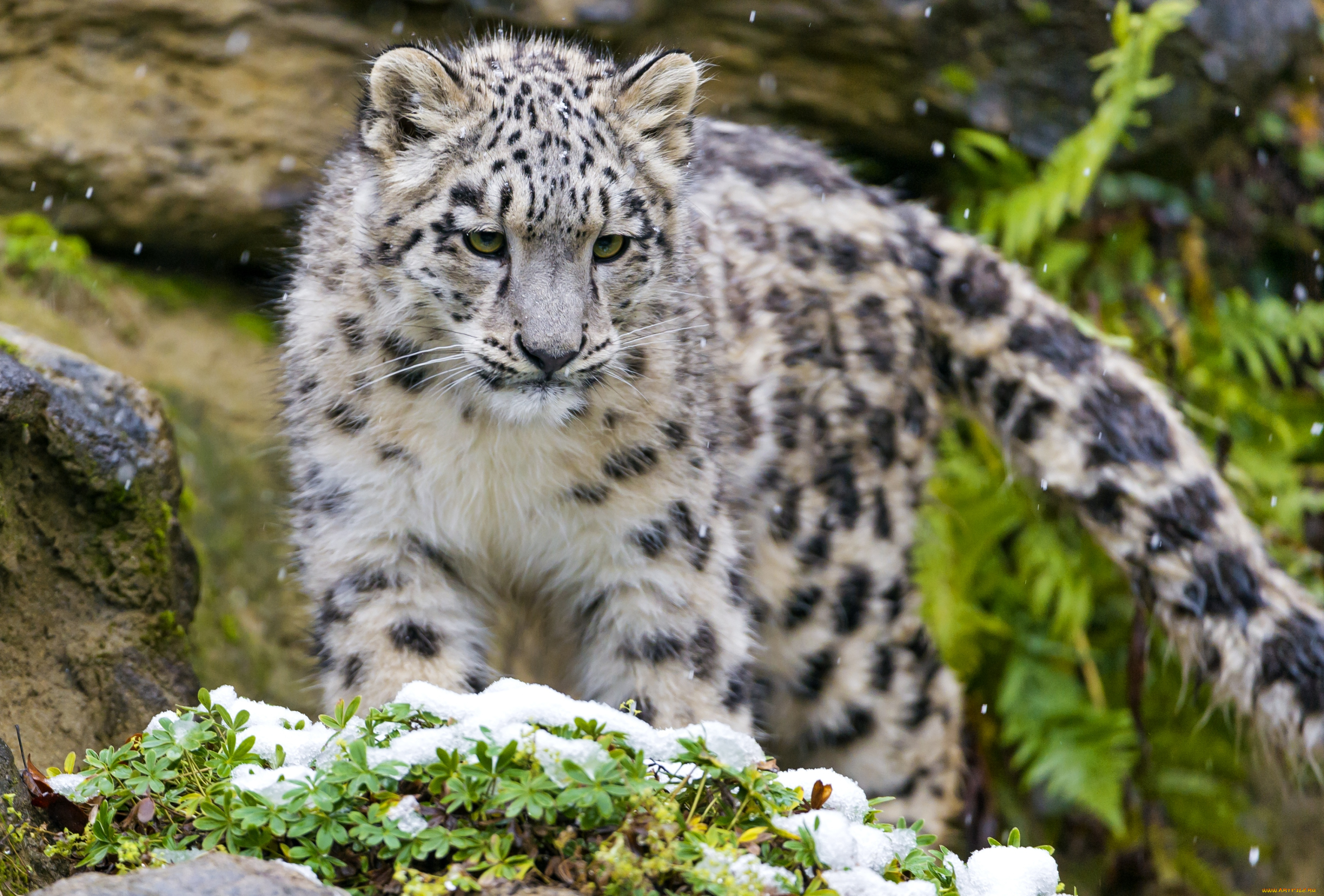 животные, снежный, барс, ирбис, малыш, хвост